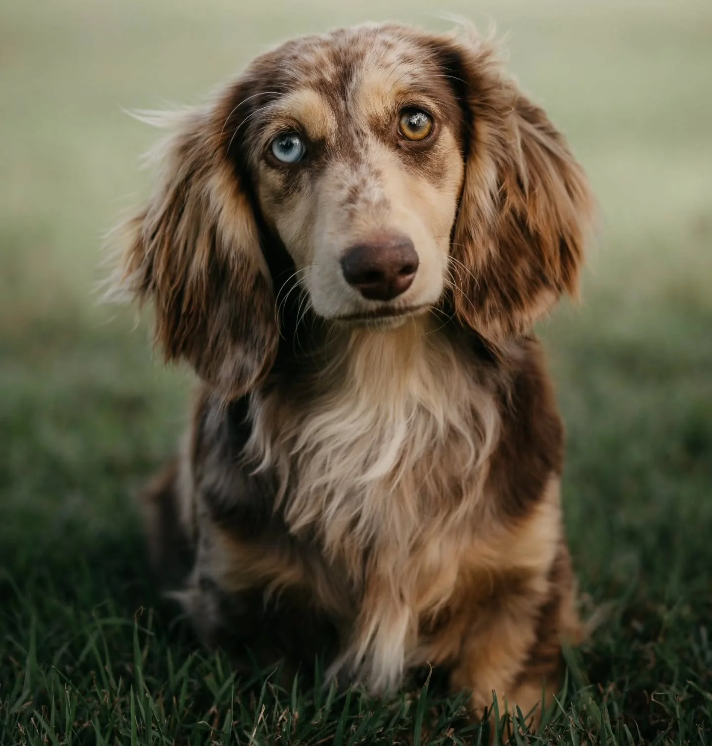 Xena our next queen warrior!🌸

Xena is a remarkable reflection of her mother Winnie, exhibiting the same striking dapple pattern coat and overall structural quality. Her beauty and sparkle are already shining through. Xena is truly stunning, and we 
