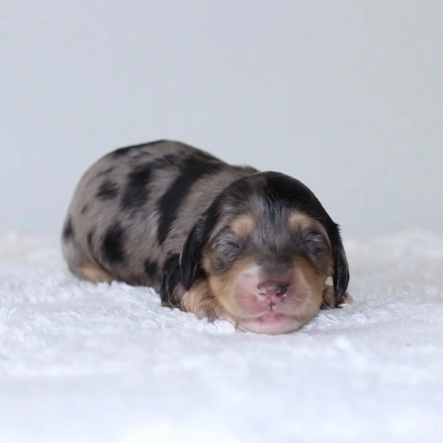 Everyone meet Otto! 💎
Otto is a Xena puppy!

Otto is a silver &amp; cream dapple tuxedo.
Only 10 days old, he will be ready late November. 🏠🐾

Pm for more details or you can visit one of our websites

#blackcream #dapple #Dachshund #puppylove #lon