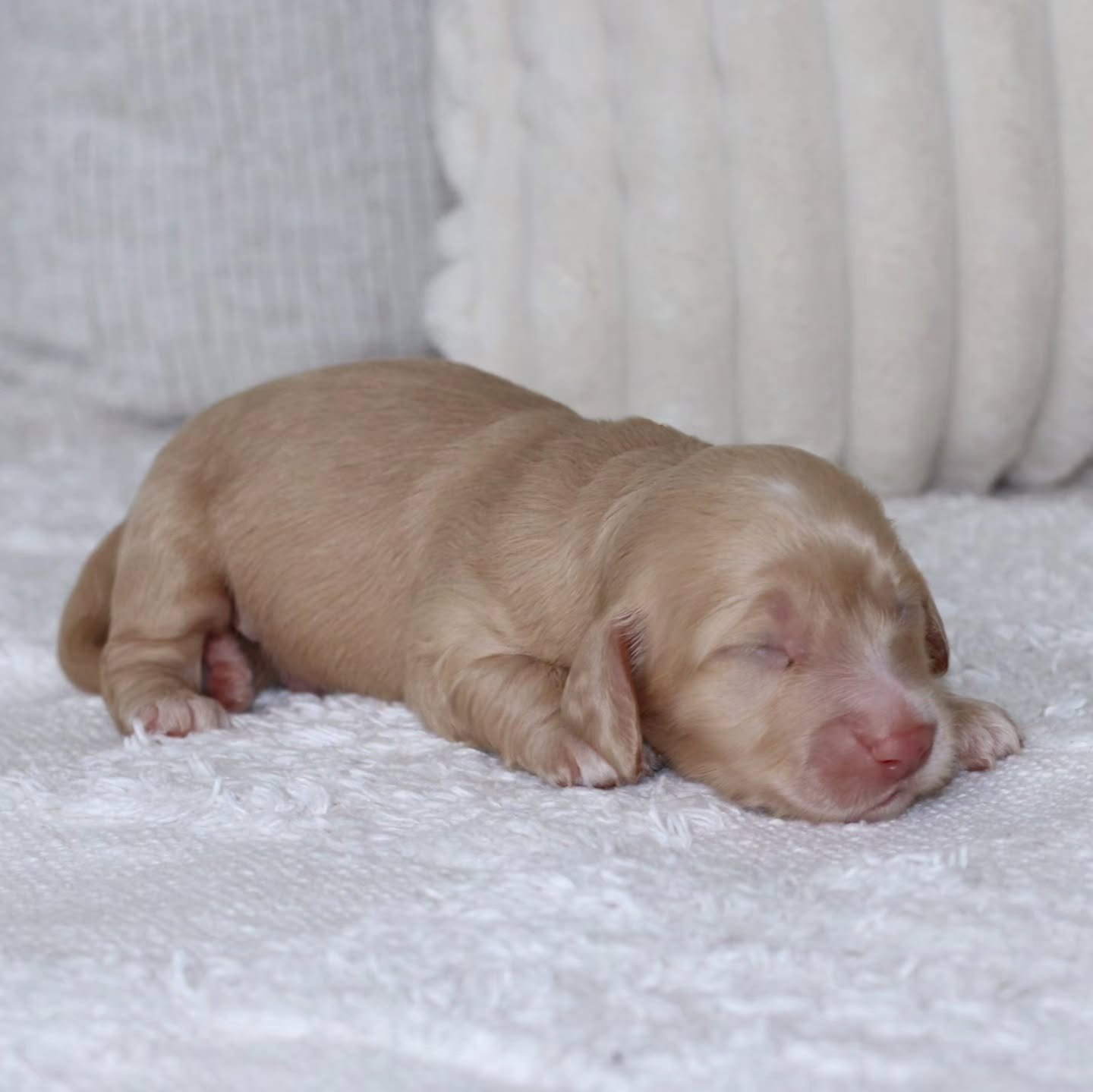 Another Xena puppy!🐾
Meet Clover he is a chocolate based clear cream. Ready the end of November. 🏠

Pm for more details or you can visit one of our websites x

#cream #longhaired #puppy 
#mistymeadows #Dachshund