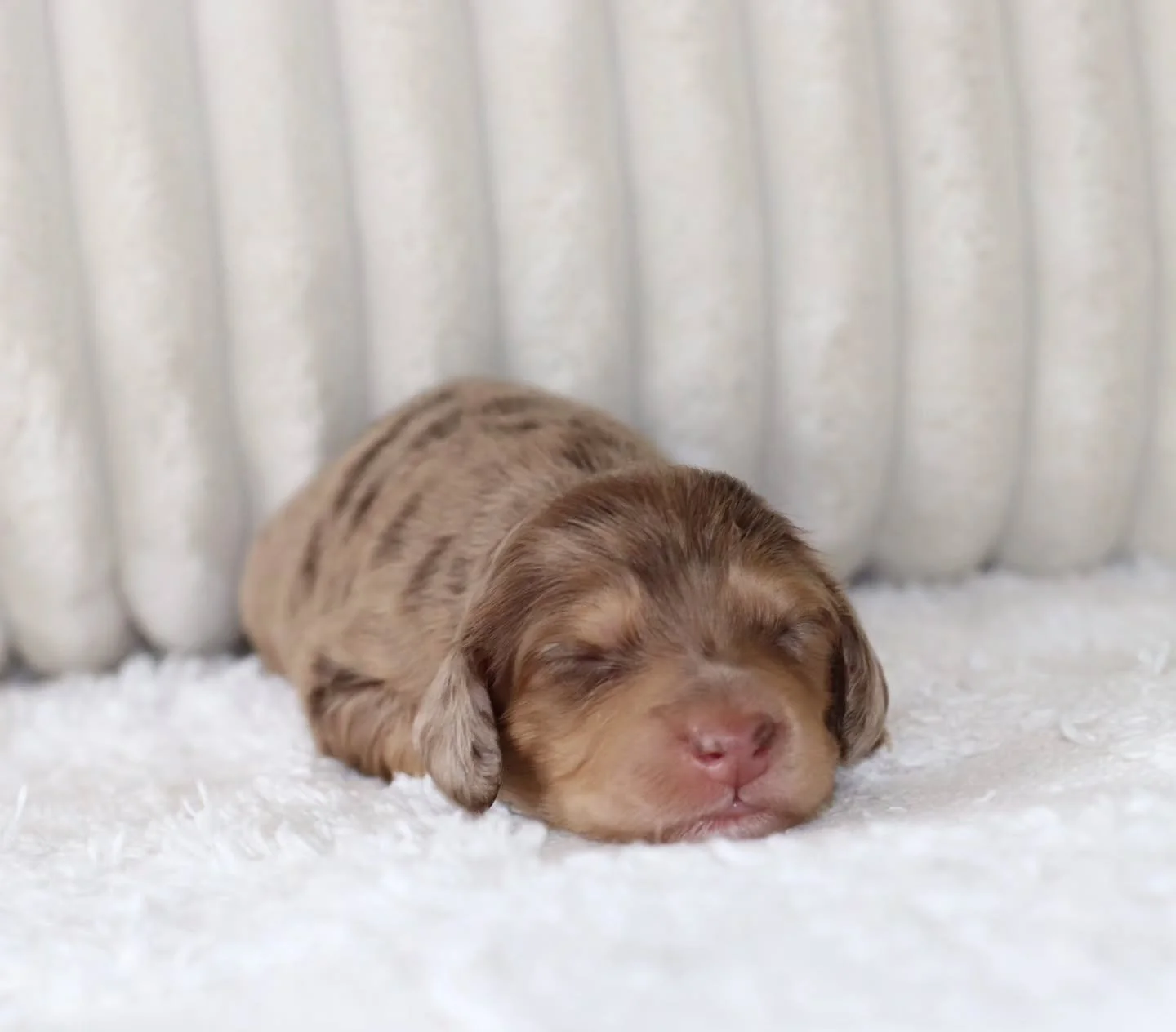 This little darling is Tansy!🌸

Will Tansy be just as perfect as her beautiful mum, Xena. Only time will tell, but shes already off to an amazing start ✨️👍