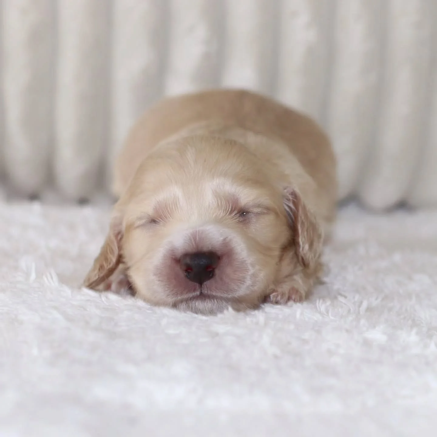 Another Xena puppy!🐾
Meet fawn 💓
She is so cutesyyy 😍

Pm for more details or you can visit one of our websites x

#cream #longhaired #puppy 
#mistymeadows #Dachshund