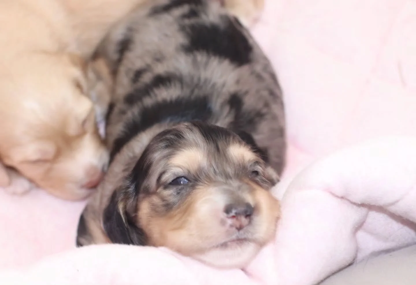 🐾 Saturday snuggles with this little cutie, Otto! 🥹✨ There&rsquo;s nothing better than a cool, cosy day spent admiring this handsome little man. Just look at that precious face! 🐾 this little boy is available !! Pm for further details
