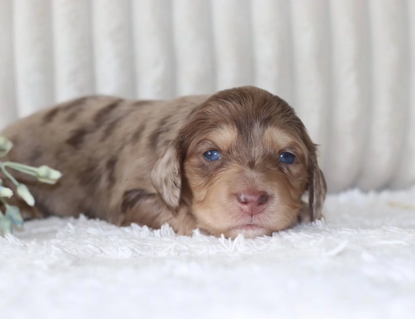Oh those beautiful little blue eyes! 🩵🐾 This gorgeous chocolate baby is starting to show off that precious little personality, and we are absolutely in love. Just too sweet and adorable 🌸🌸🐾
