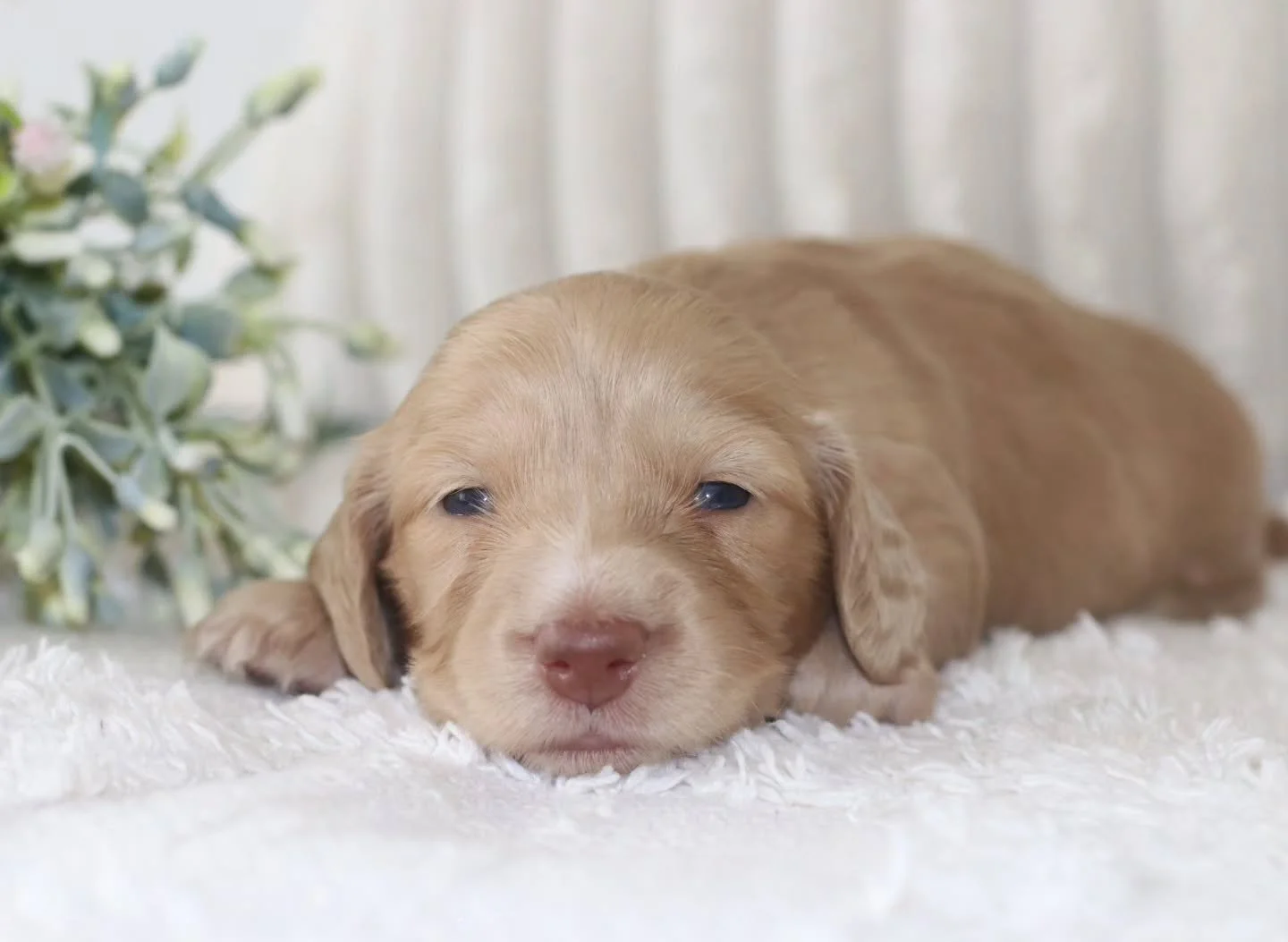 💕🌸 Introducing Remy 🌸💕

Meet Remy, our beautiful chocolate-based clear cream girl! 🩷🐾

This gorgeous little lady is growing beautifully, and we are so excited to watch her continue to blossom. With her lovely clear cream colouring and chocolate