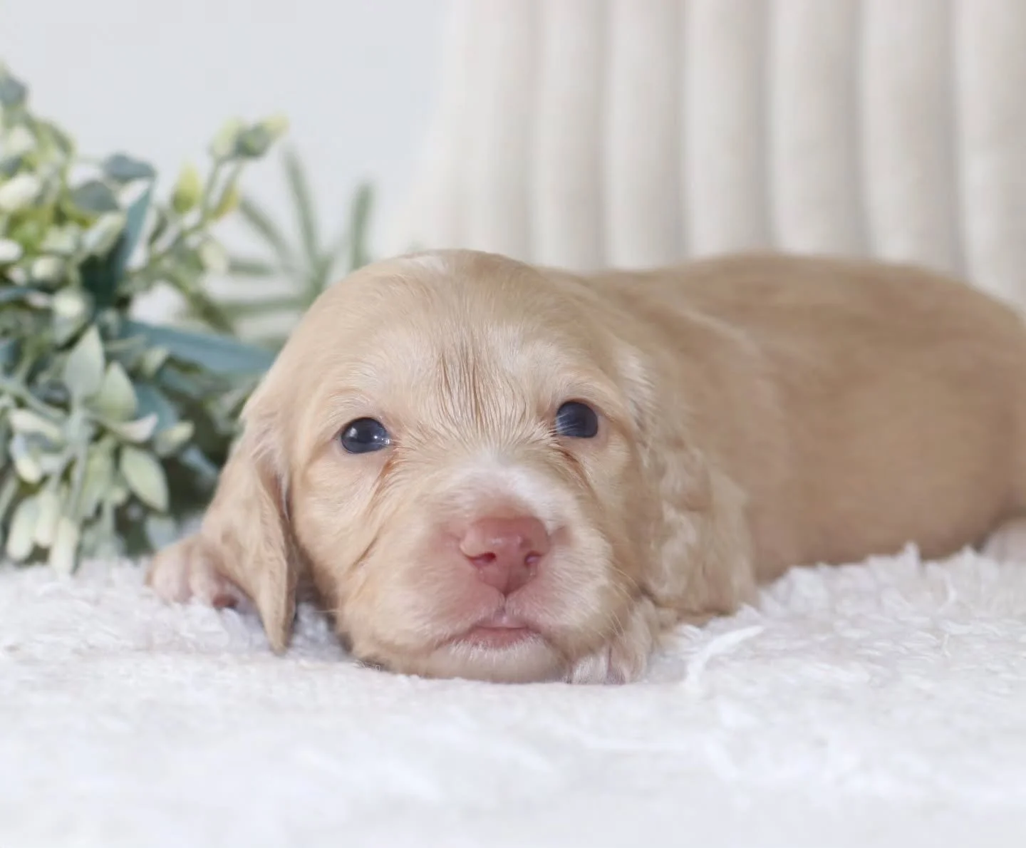 🤎🤍 Introducing Clover 🤍🤎

Meet Clover, our handsome little chocolate-based clear cream boy! 🐾✨

This gorgeous little gentleman is already capturing hearts with his beautiful clear cream colouring and chocolate-based genetics, making him a very s
