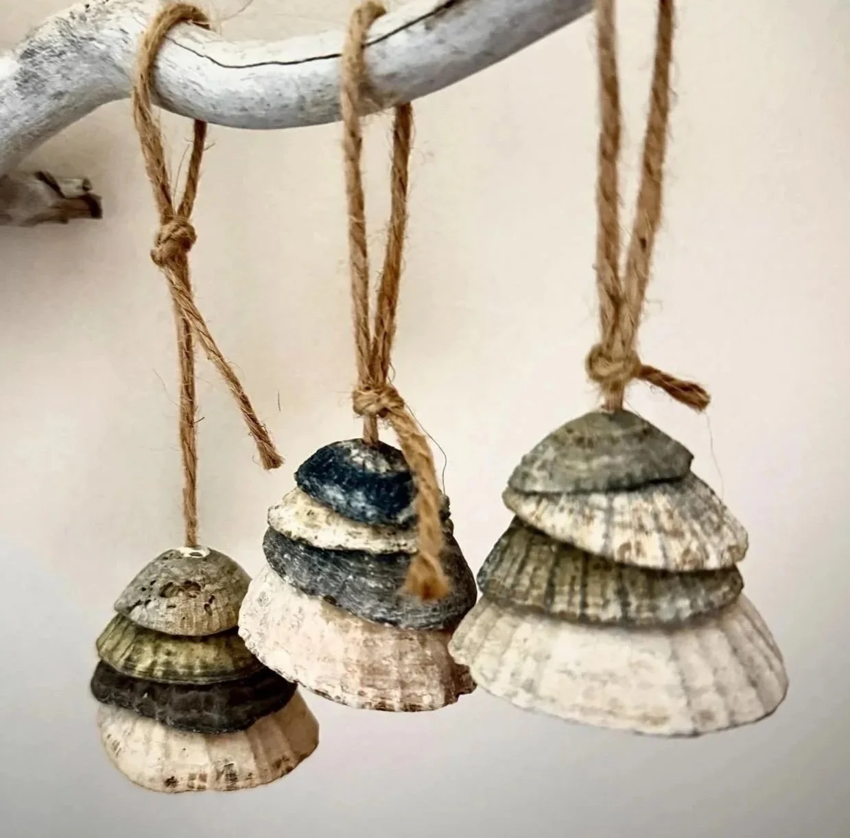 Christmas decorations made from limpet shells