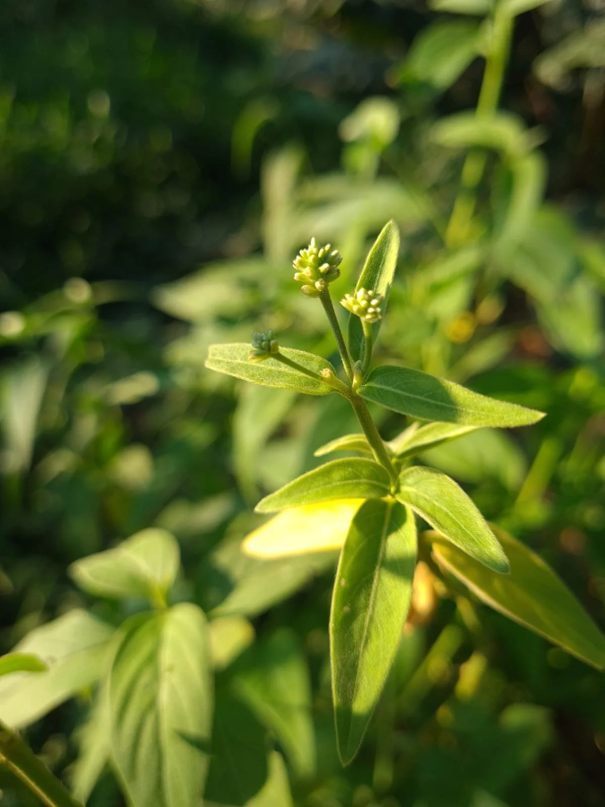 Shipibo Master plants dieta amazon rainforest
