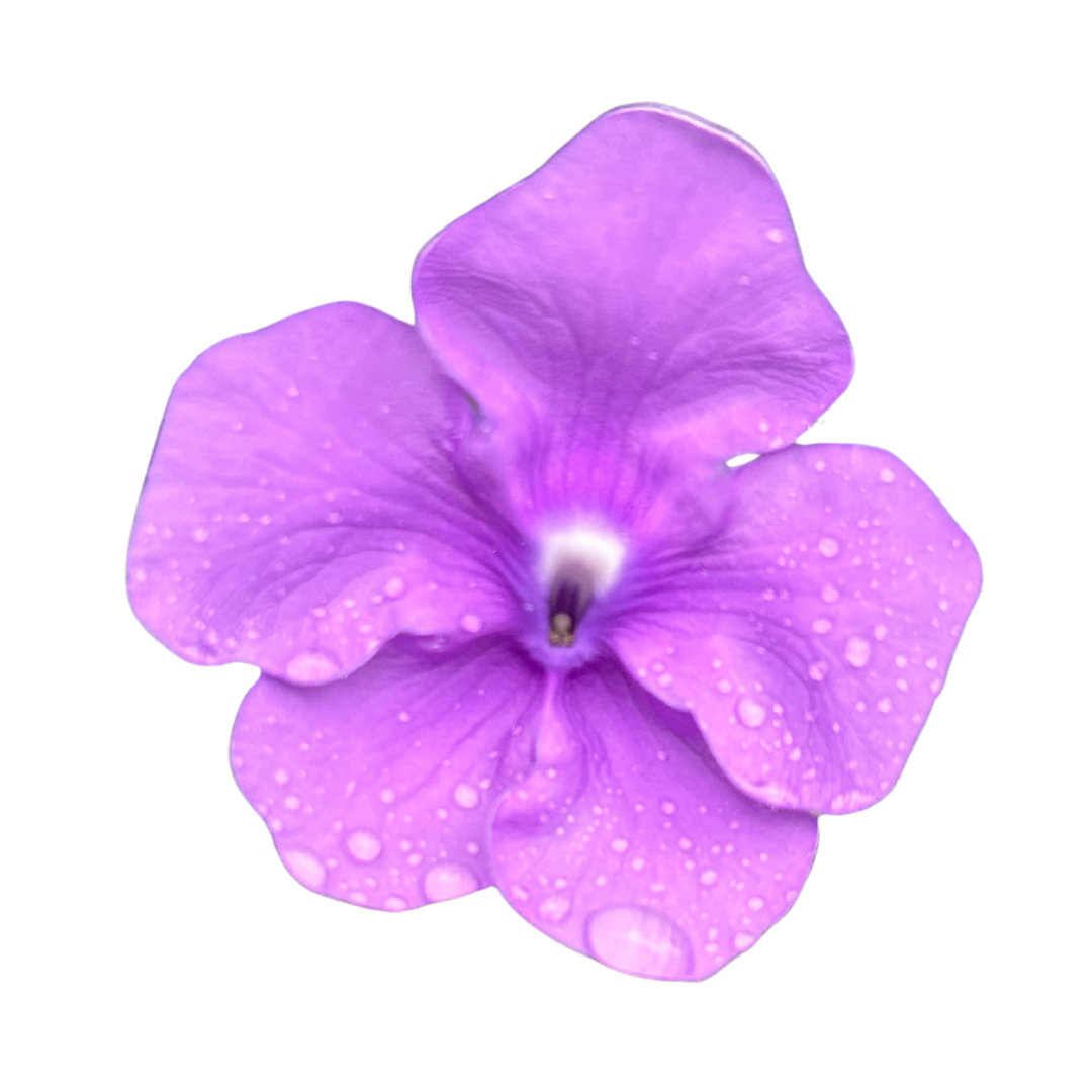 Close-up of a purple flower with water droplets on its petals