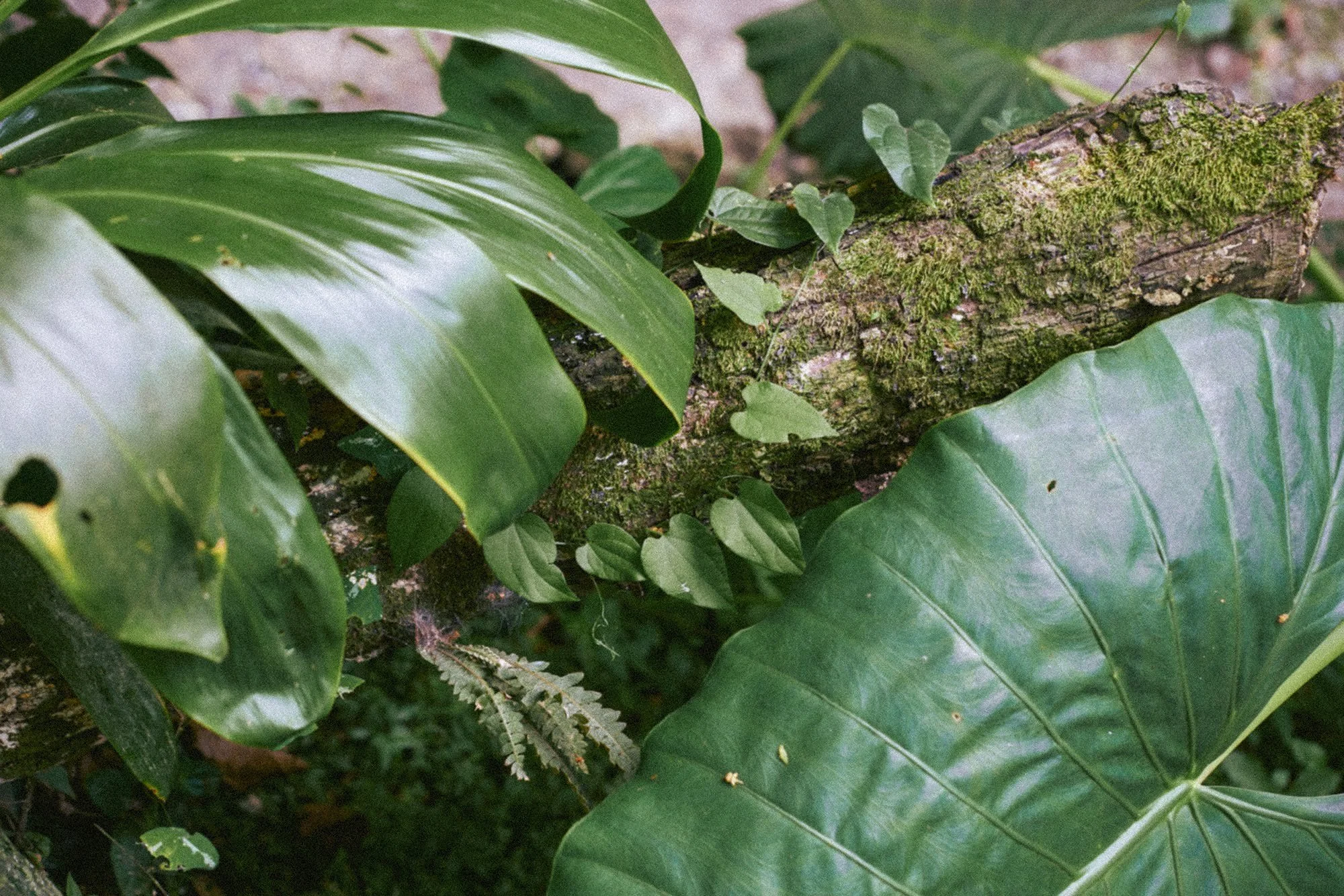 Close-up of green tropical leaves and moss-covered tree branch in a dense forest.