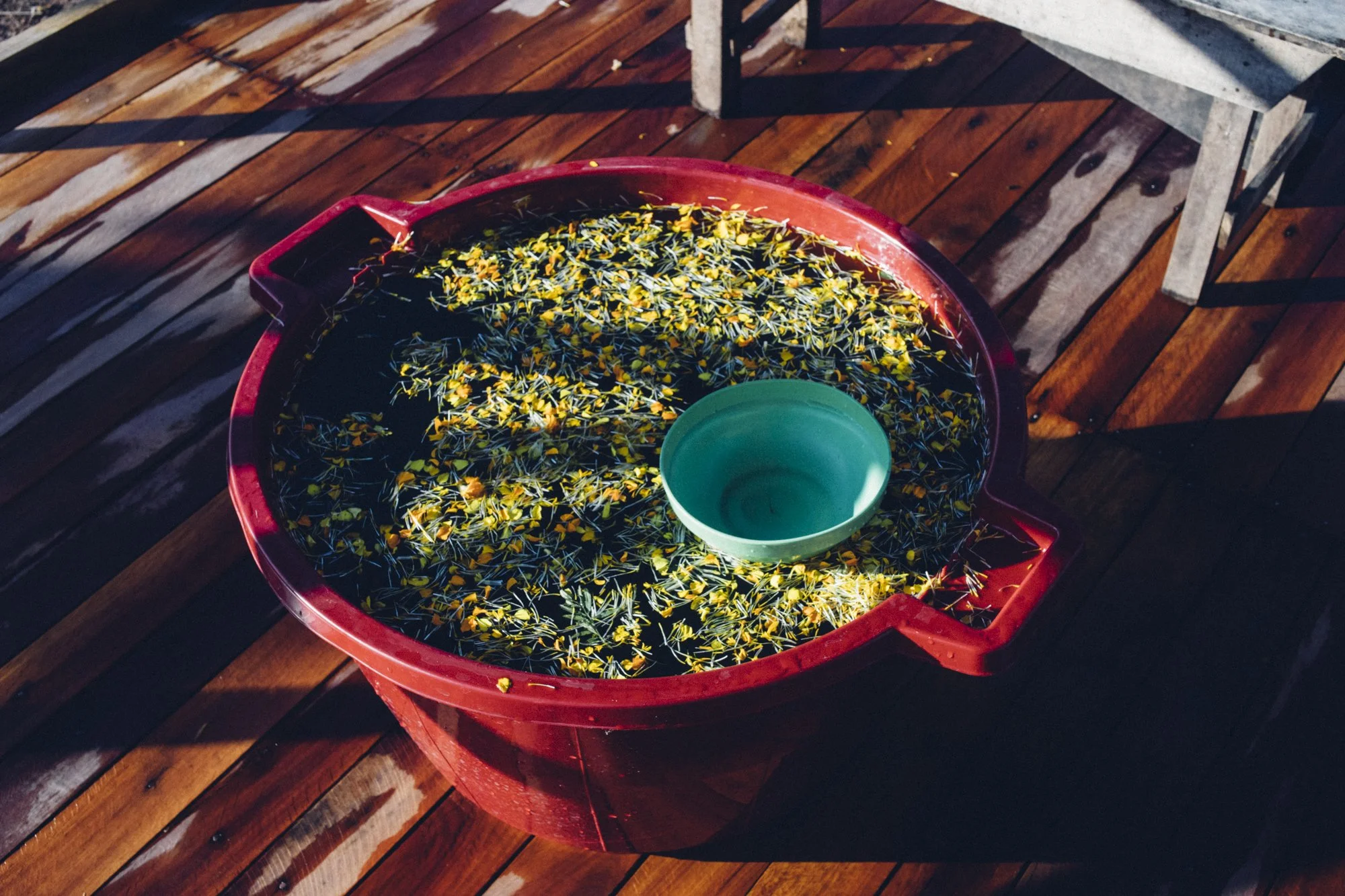 Shipibo Master plant dieta amazon rainforest