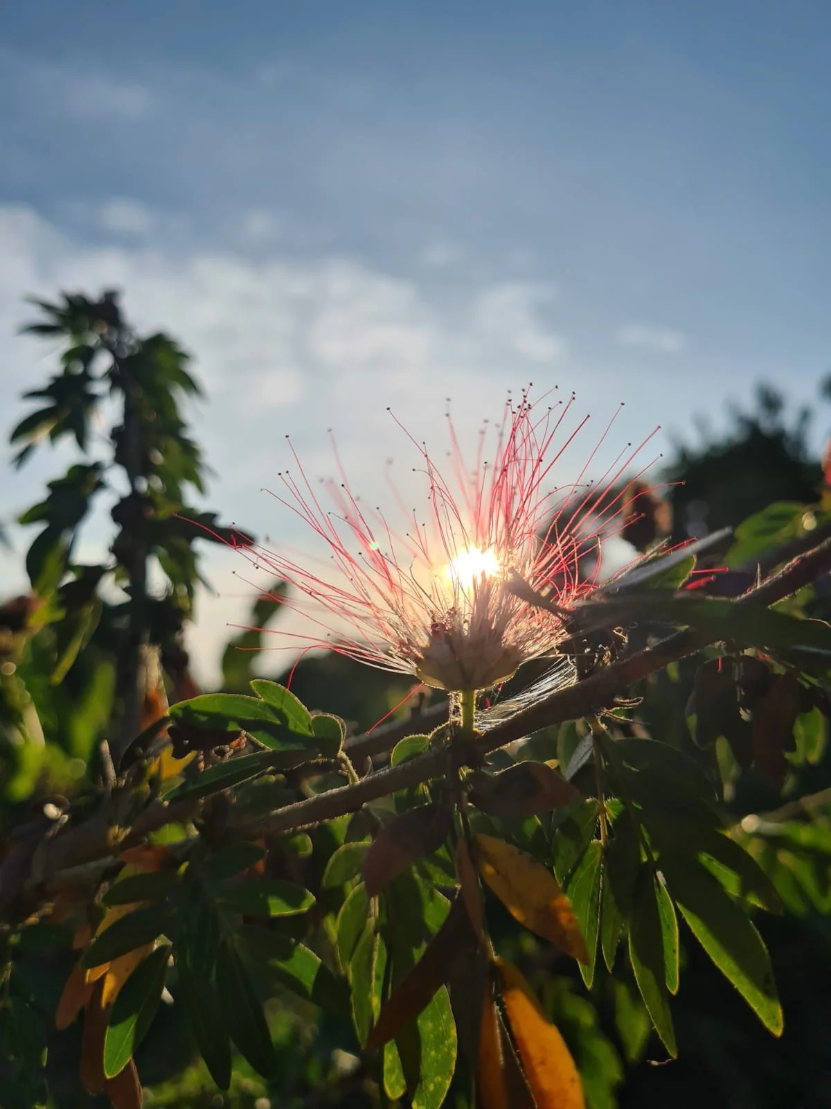 Close-up of a flower with thin, red filaments radiating from its center, backlit by the sunlight, with green leaves and a partly cloudy sky in the background.