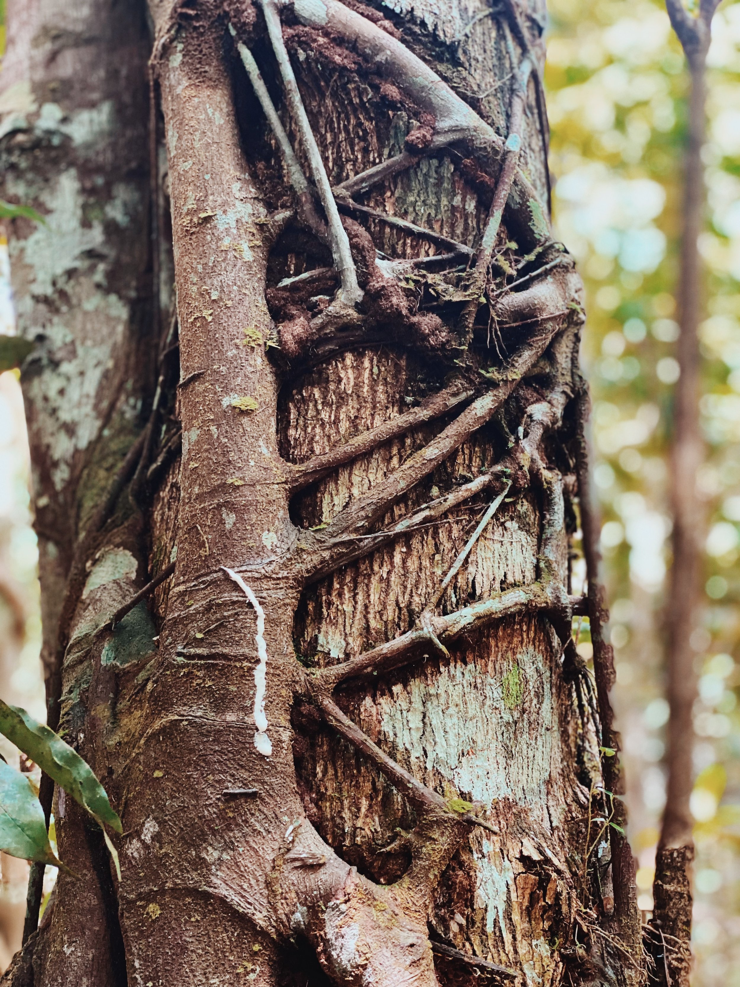 Shipibo Master plants dieta amazon rainforest