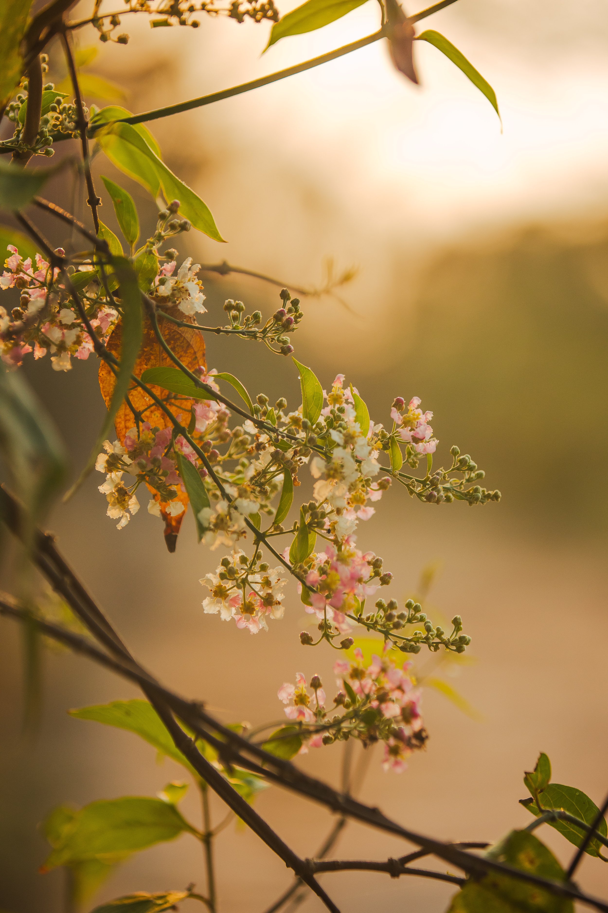 Shipibo ayahuasca retreat amazon rainforest