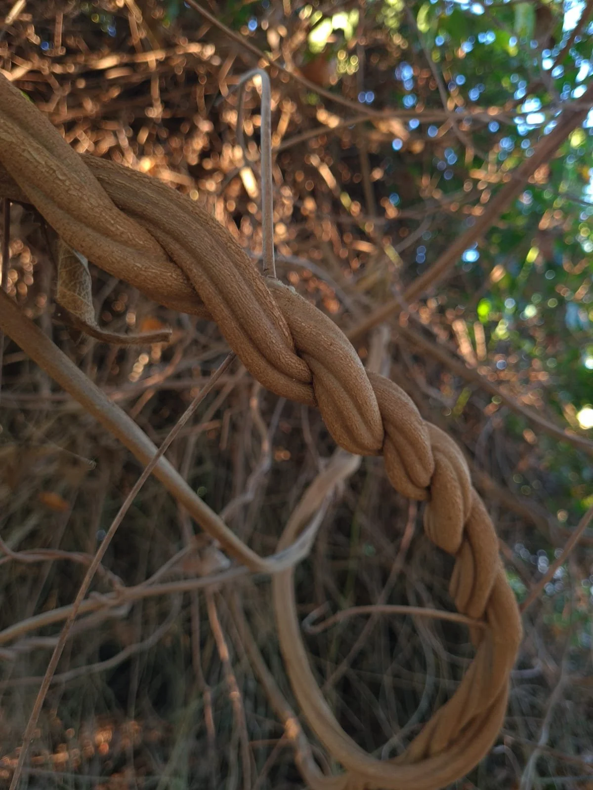 Shipibo ayahuasca retreat master plant diet amazon rainforest