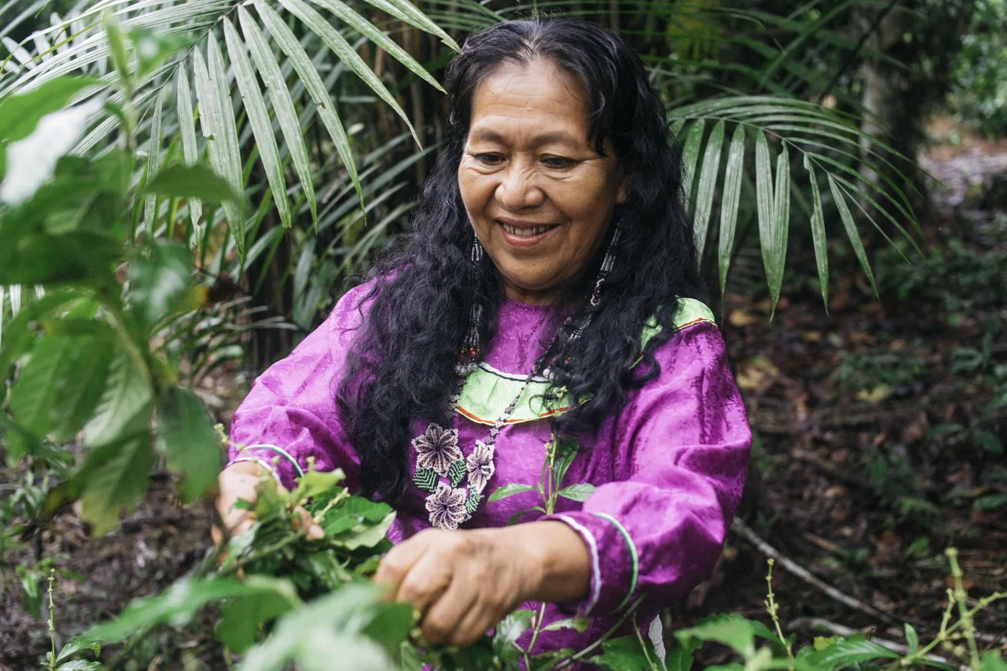 A woman with long black curly hair wearing a vibrant pink traditional dress with embroidered floral patterns, outdoors in a lush green tropical setting, gardening or harvesting plants.