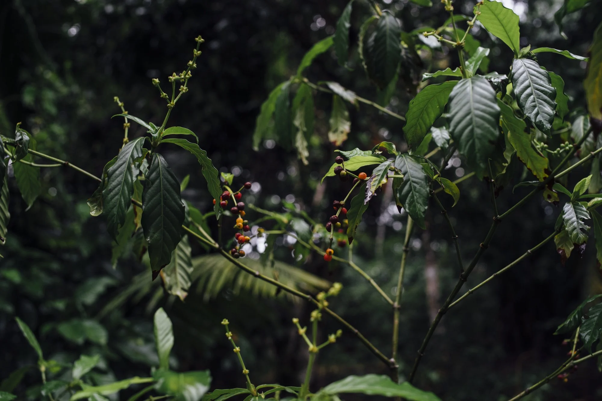 Close-up of a coffee plant with green leaves and ripening coffee cherries in a lush, shaded environment.