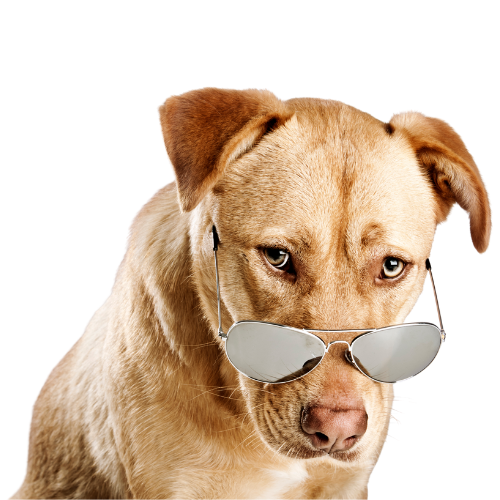 Champ's Clean & Care dog waste removal in Camden, Gloucester, and Burlington counties.
