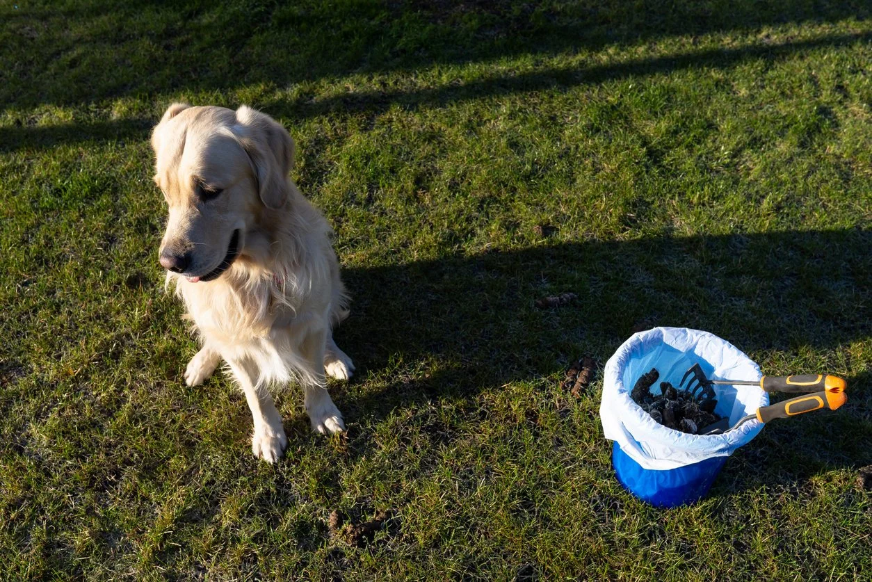 Golden retriever sitting on grass next to a blue bag filled with charcoal and gardening tools, with shadows cast on the ground.