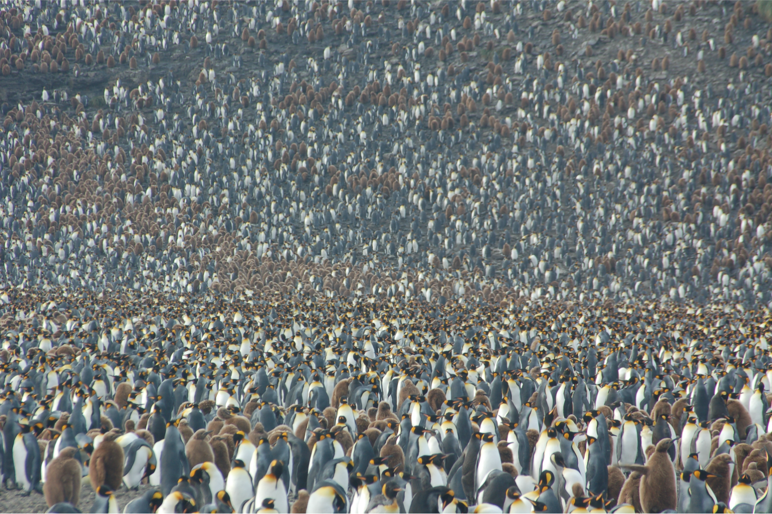 A penguins.png
