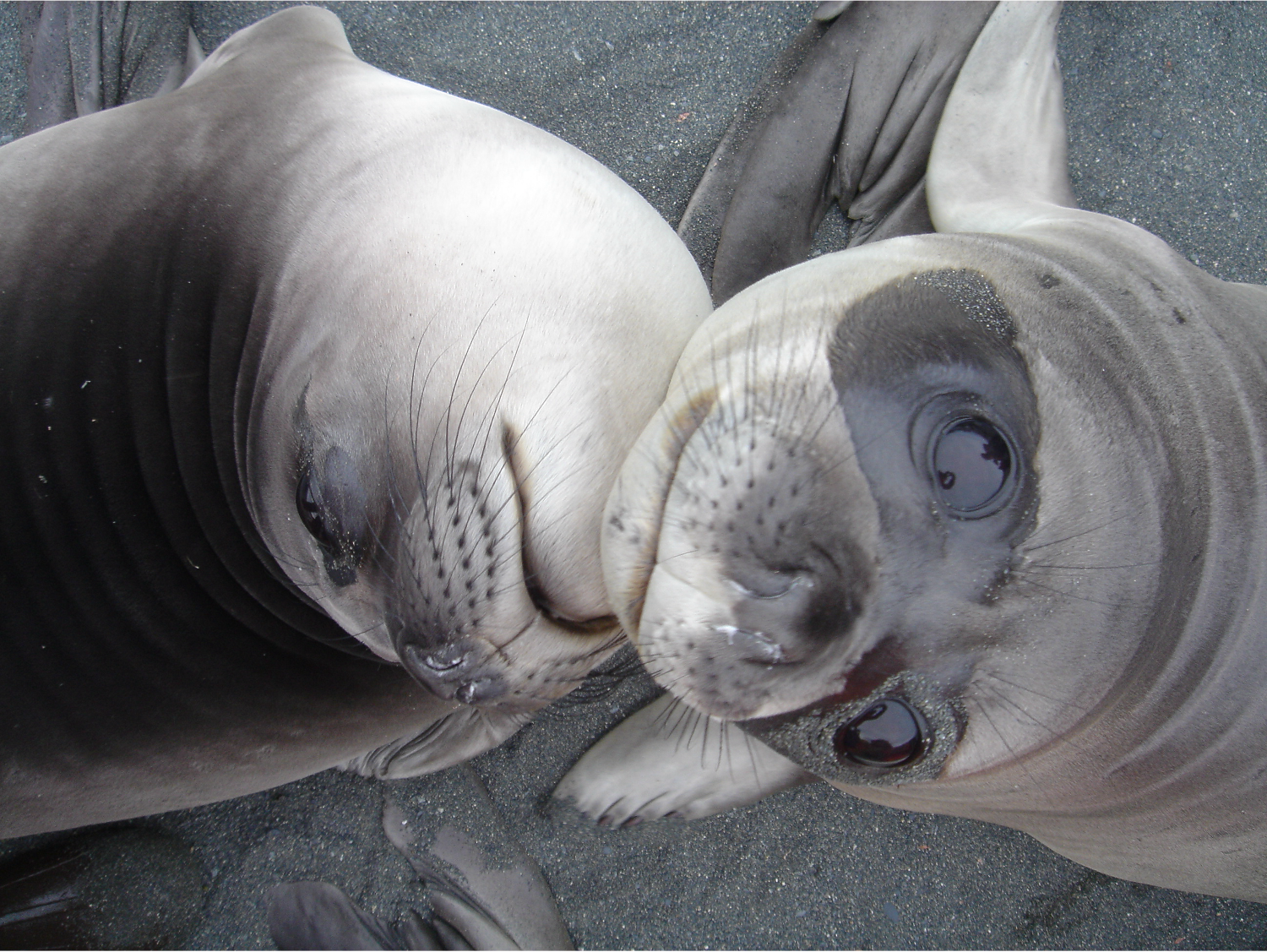 Ant seals.png