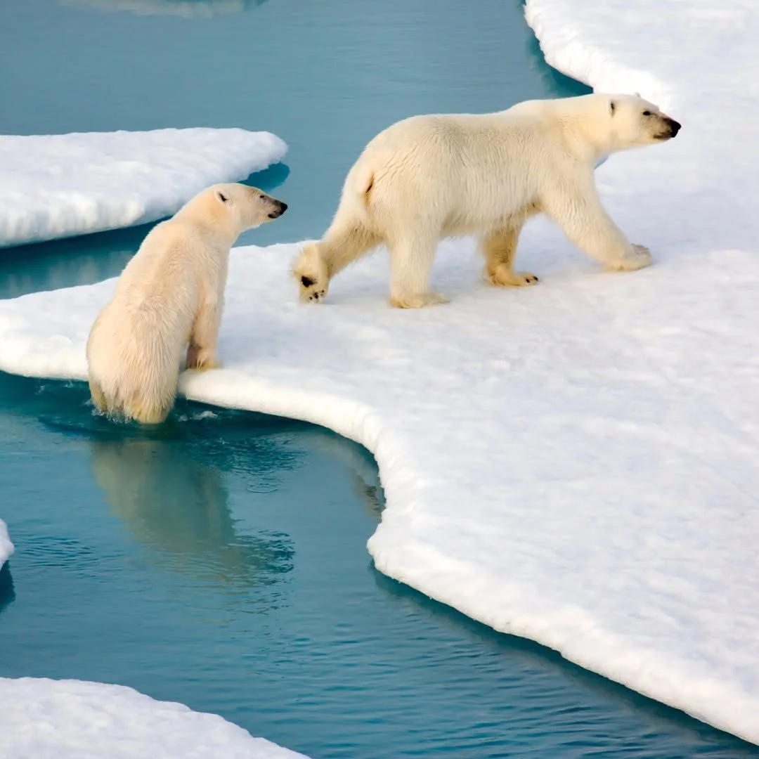 Arc Polar.jpeg