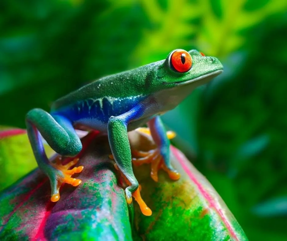 Amazon River Cruises: What It's Really Like to Explore the Amazon in Luxury