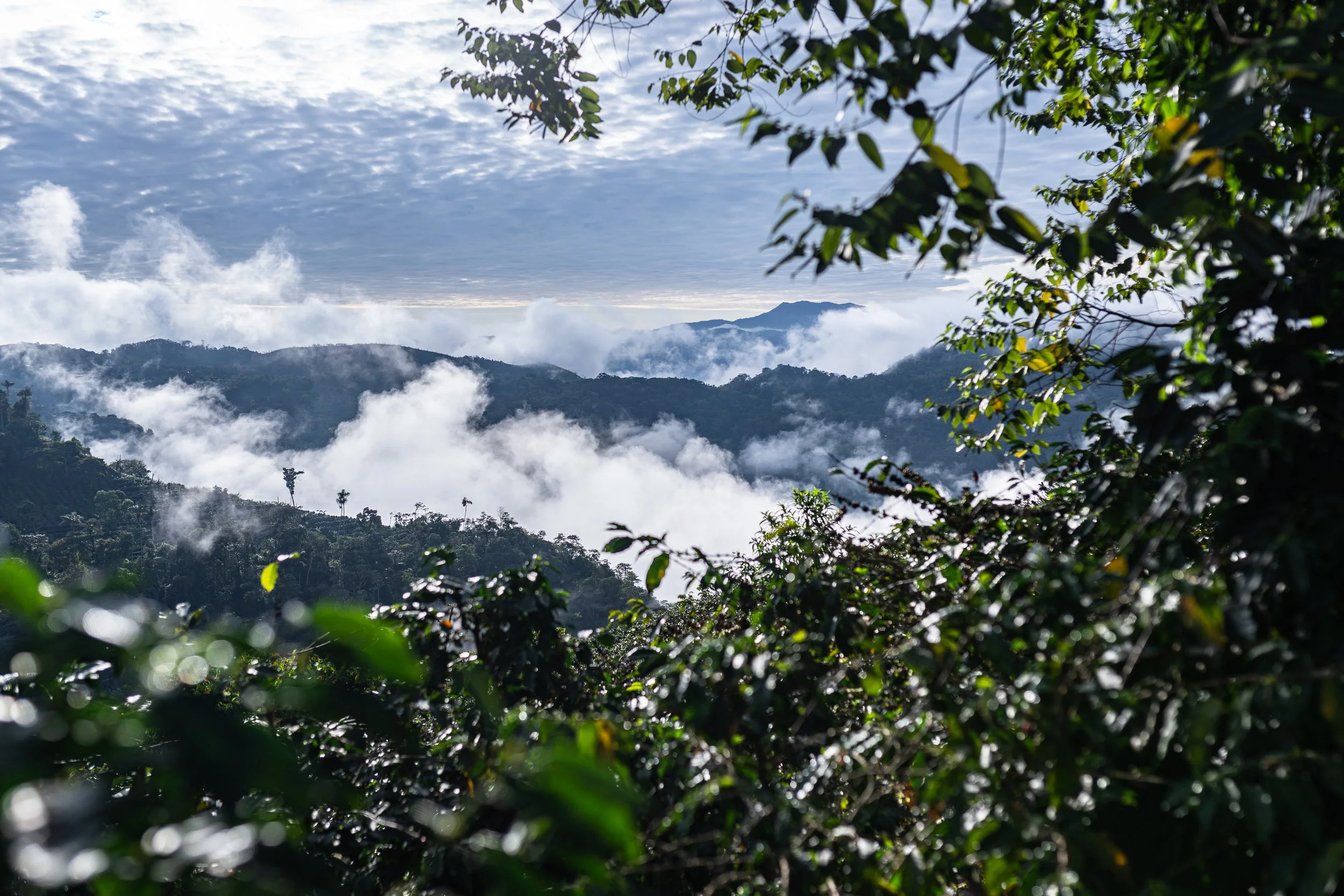 Los Rodriguez - Las Alasitas Gesha (150g) *PRE-ORDER*