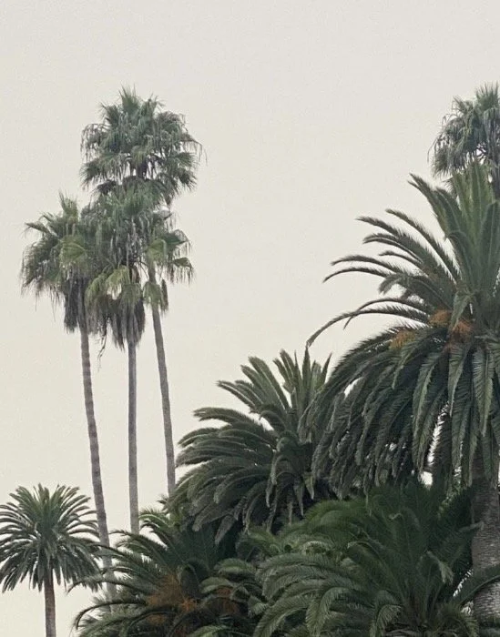 Group of tall palm trees and large leafy plants against a light sky
