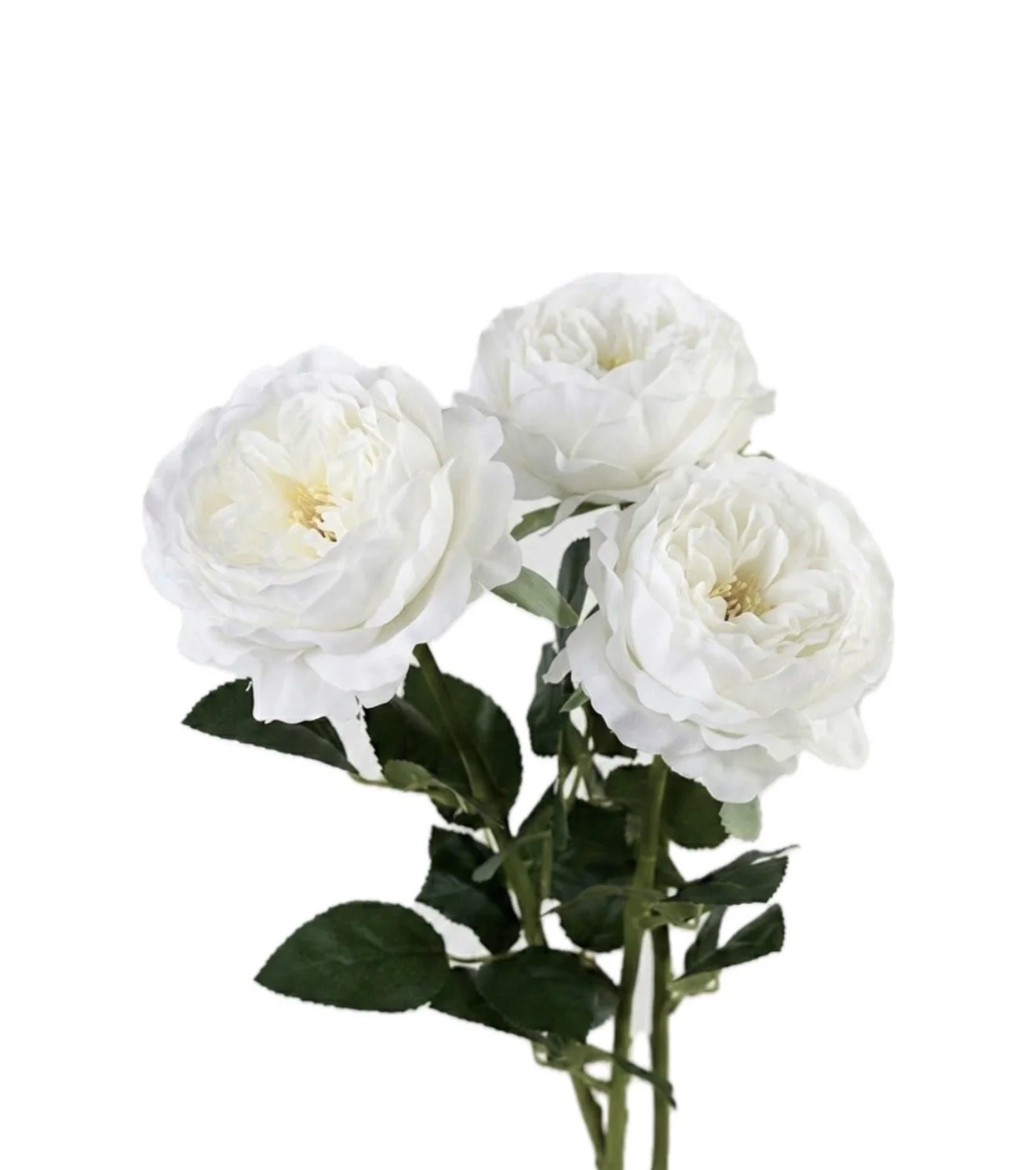 IMG_2346.jpeg (Copy)