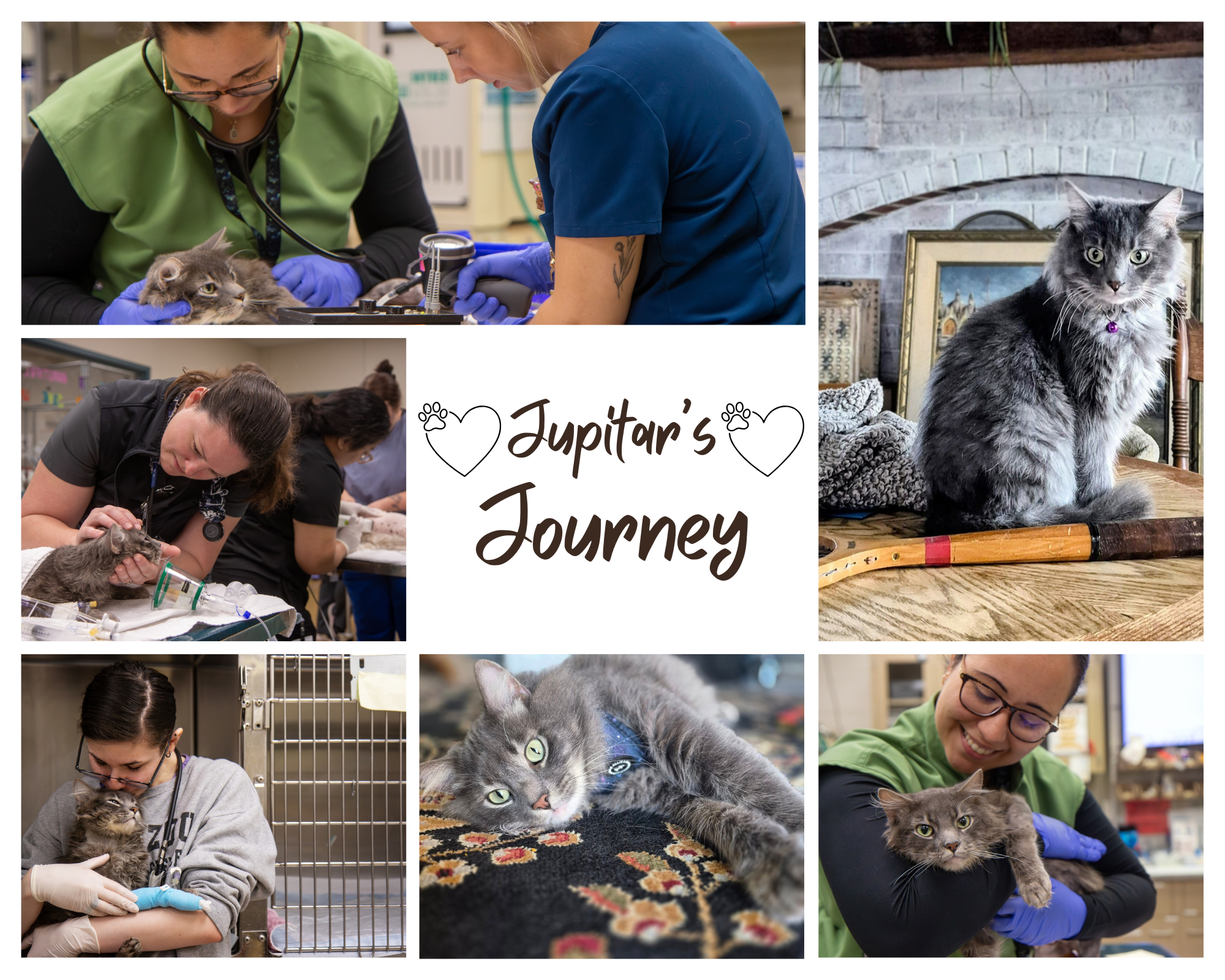 Jupiter’s Recovery