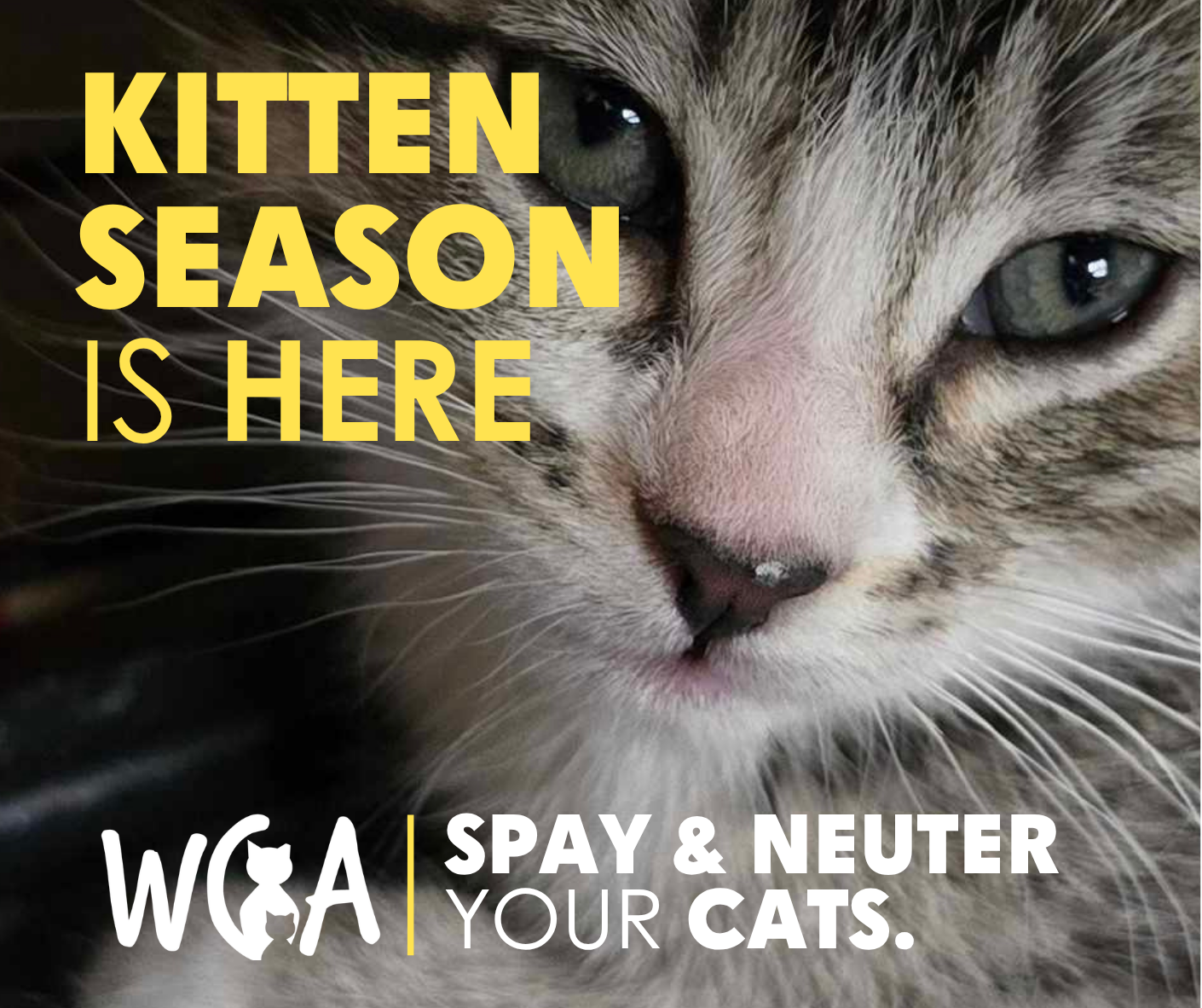 🐾 Found Newborn Kittens? Read This First.