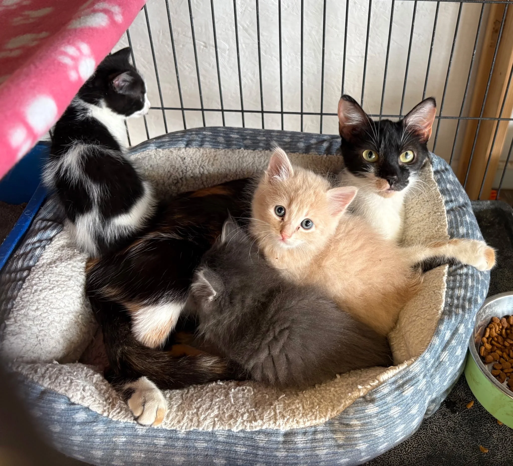 Warrensburg Cat Advocates Awarded $5,000 National Grant from Best Friends Animal Society Following Overwhelming Public Support