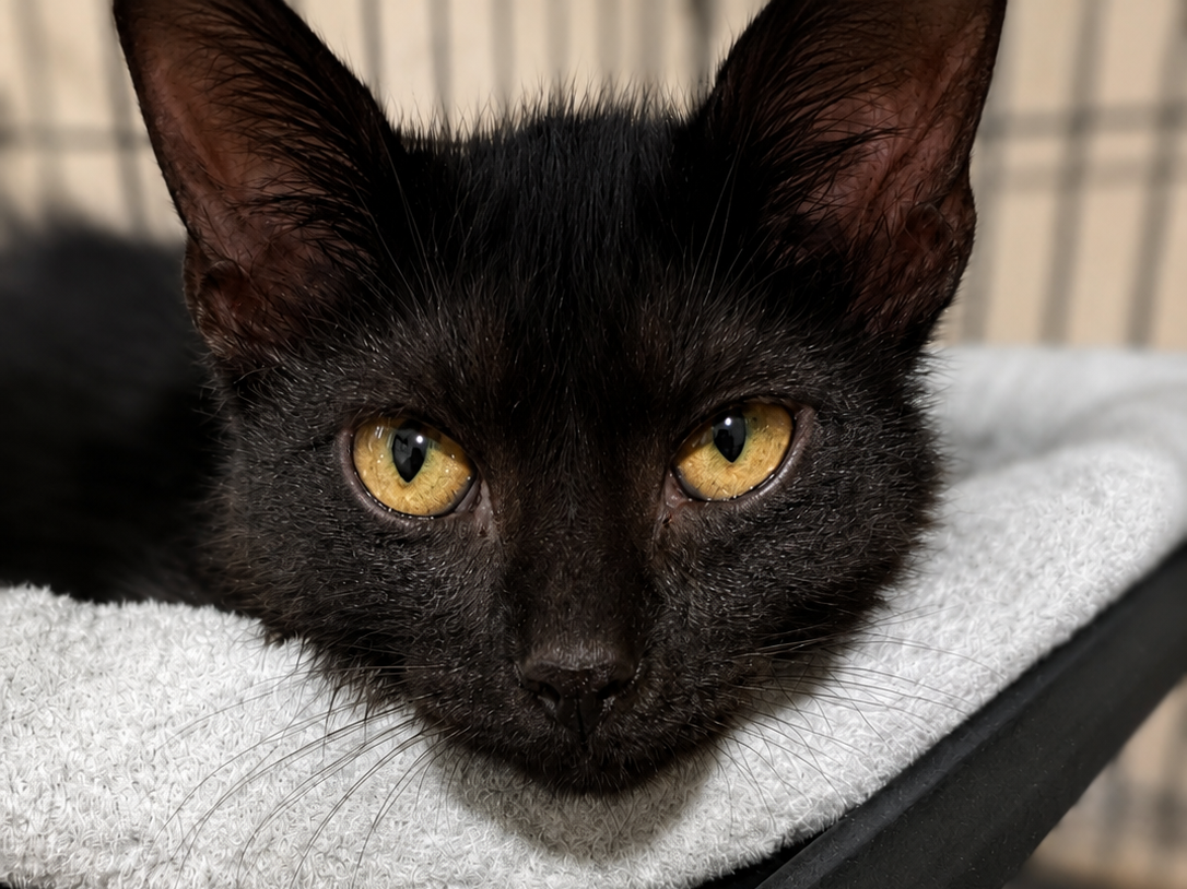 Regional Resources from Spay/Neuter to Medical Expenses