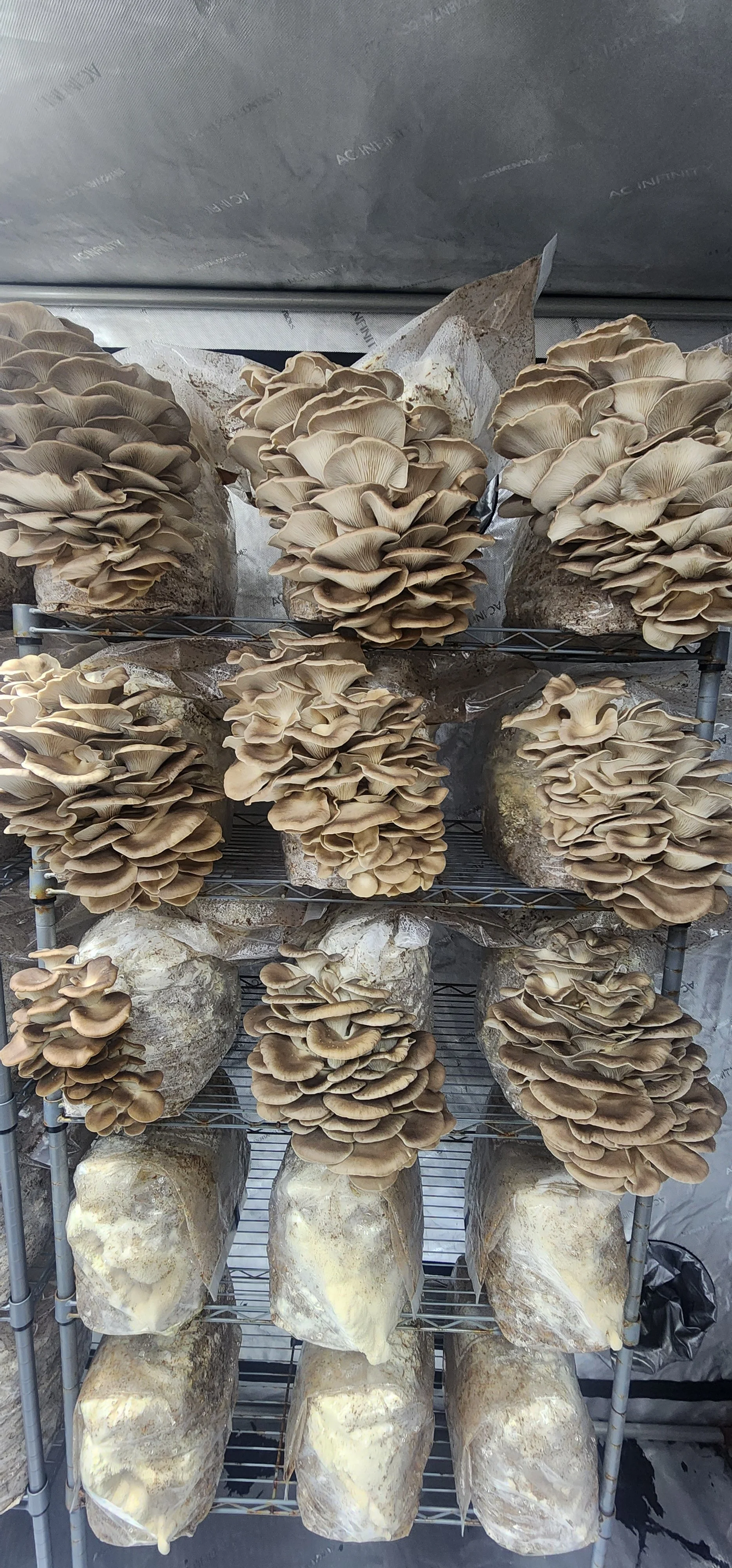 Phoenix Oyster Mushroom Spawn (PP-LOG)