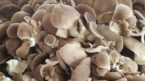 oyster.jpg