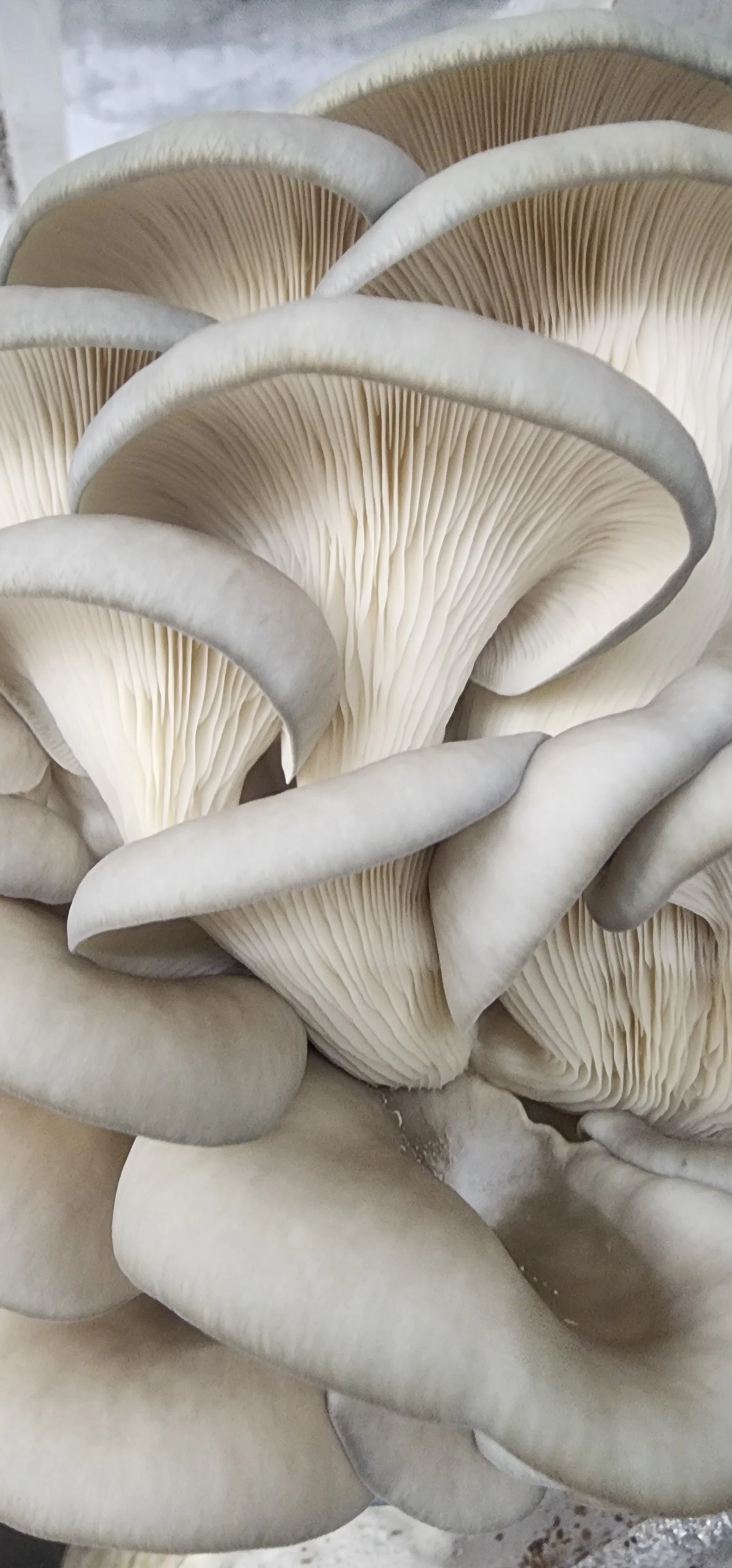 Fresh Oyster Mushrooms