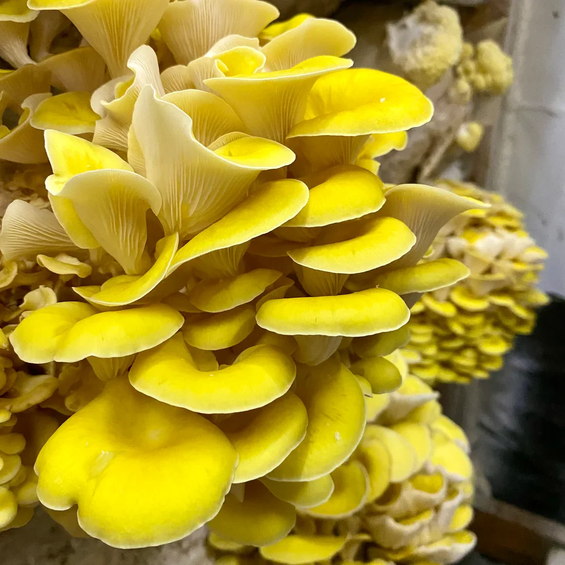 Golden Oyster Mushroom Grain Spawn (CNS Gold) - 3lb