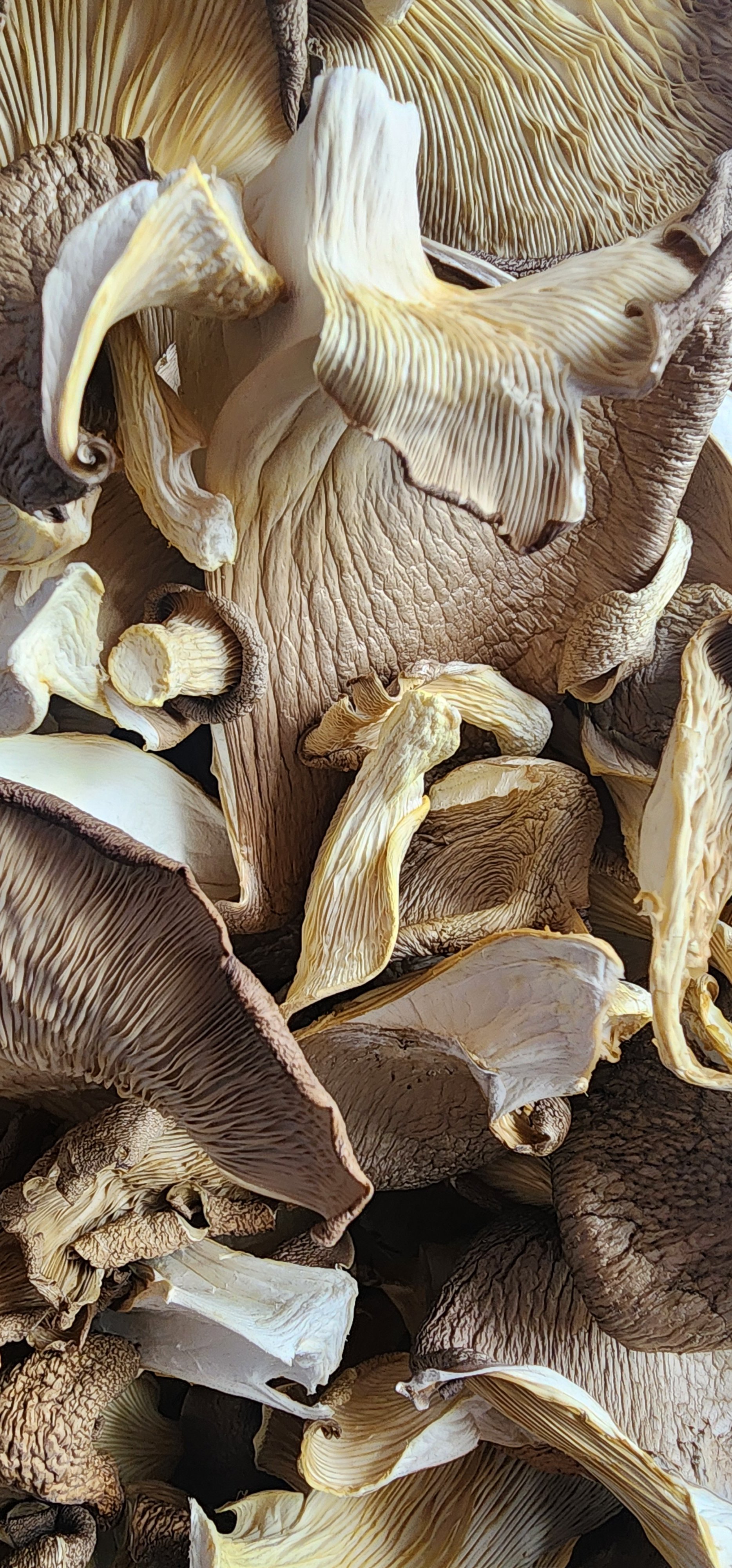 Dehydrated Mixed Oyster Mushrooms — Farm-Grown & Small-Batch Dried (0.5 oz / 1.5 oz)