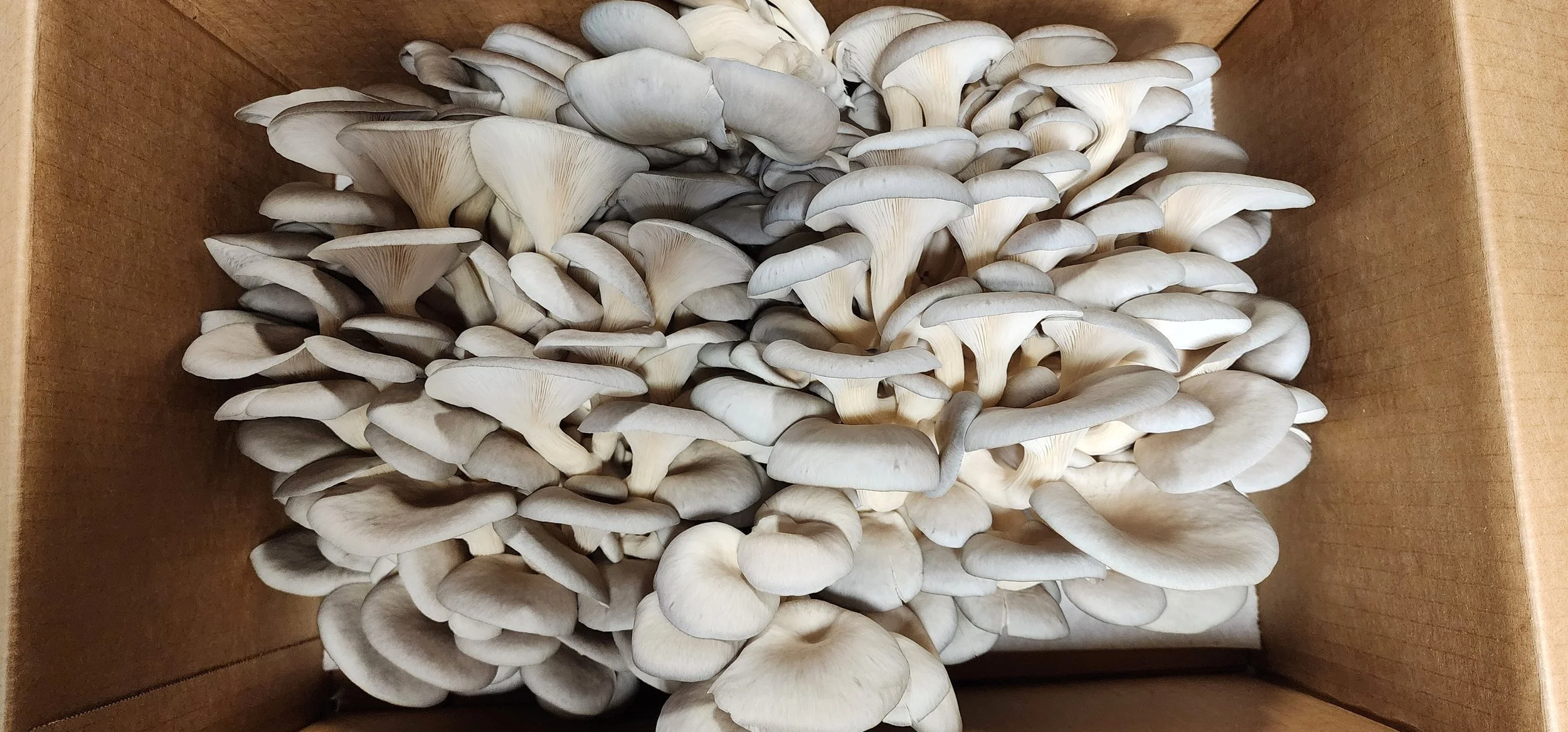A cardboard box filled with fresh, fresh oyster mushrooms.