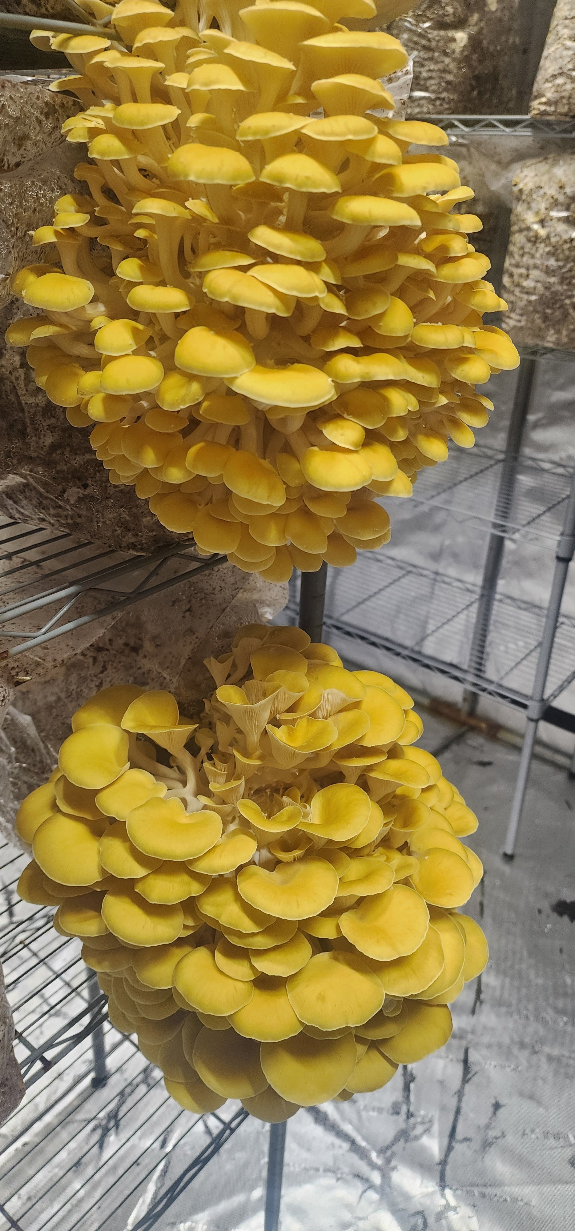 golden-fruiting.jpg