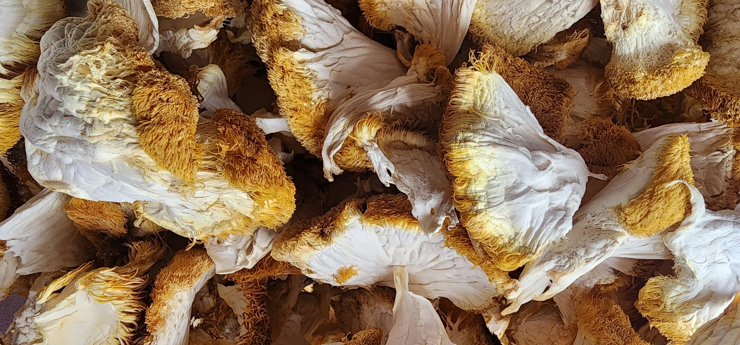 Dehydrated Lion's Mane Mushrooms — Farm-Grown & Small-Batch Dried (0.5 oz / 1.5 oz)