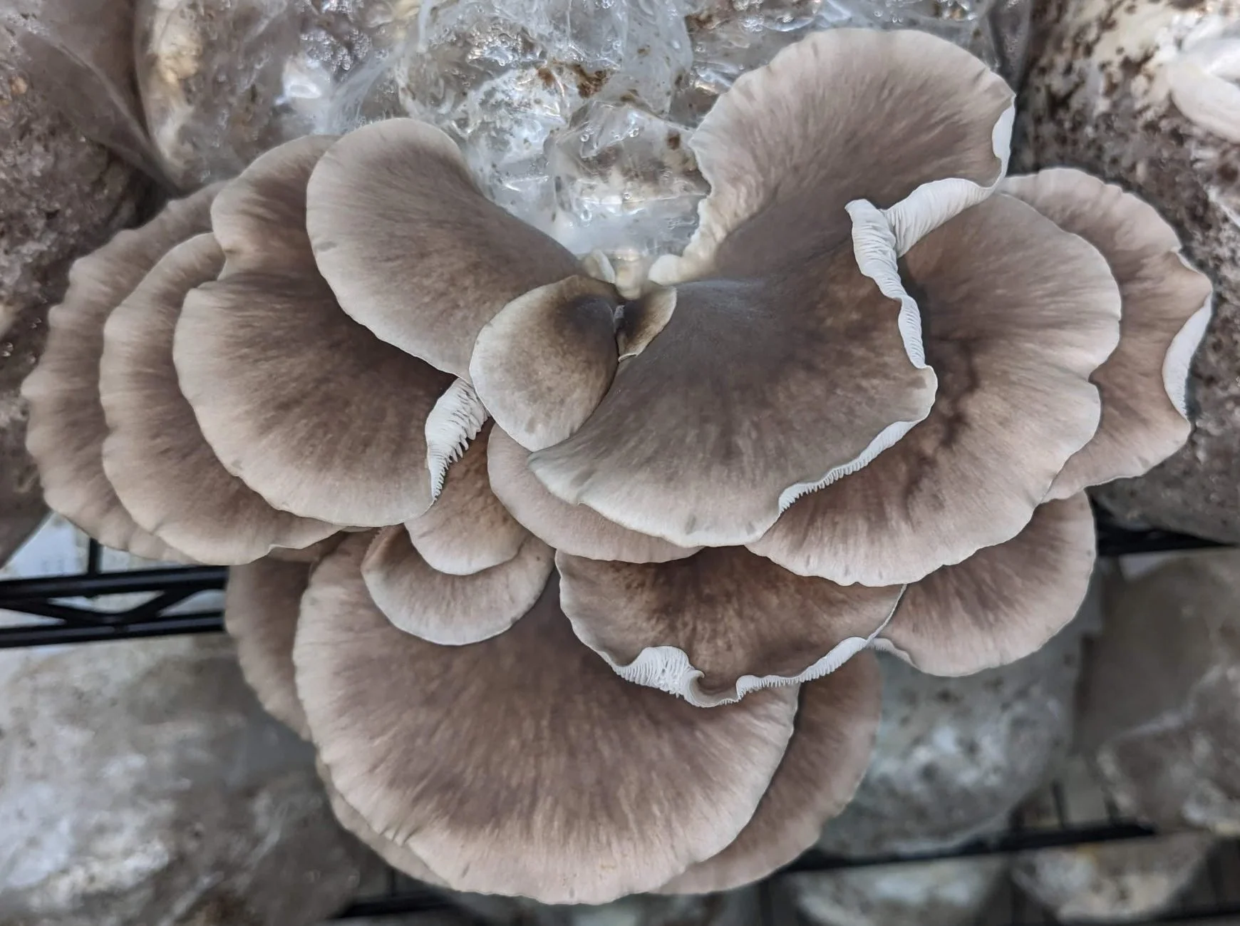 Phoenix Oyster Mushroom Spawn (PP-LOG) - 3lb