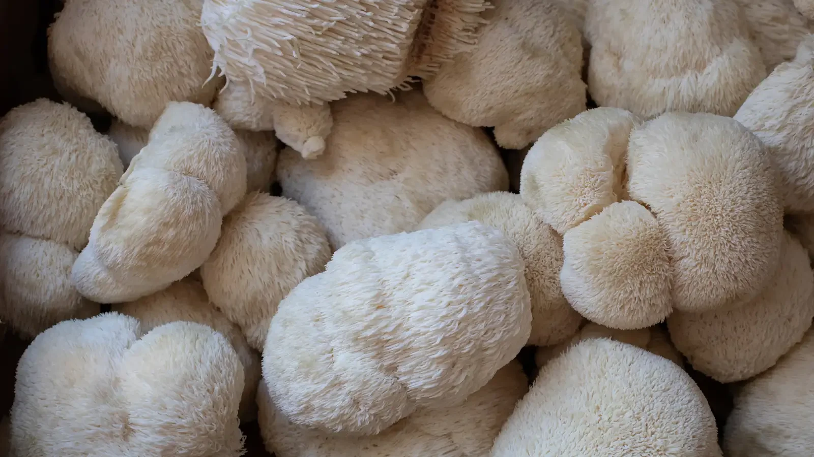 Lion's Mane Mushroom Grain Spawn (HE-POW) - 3lb