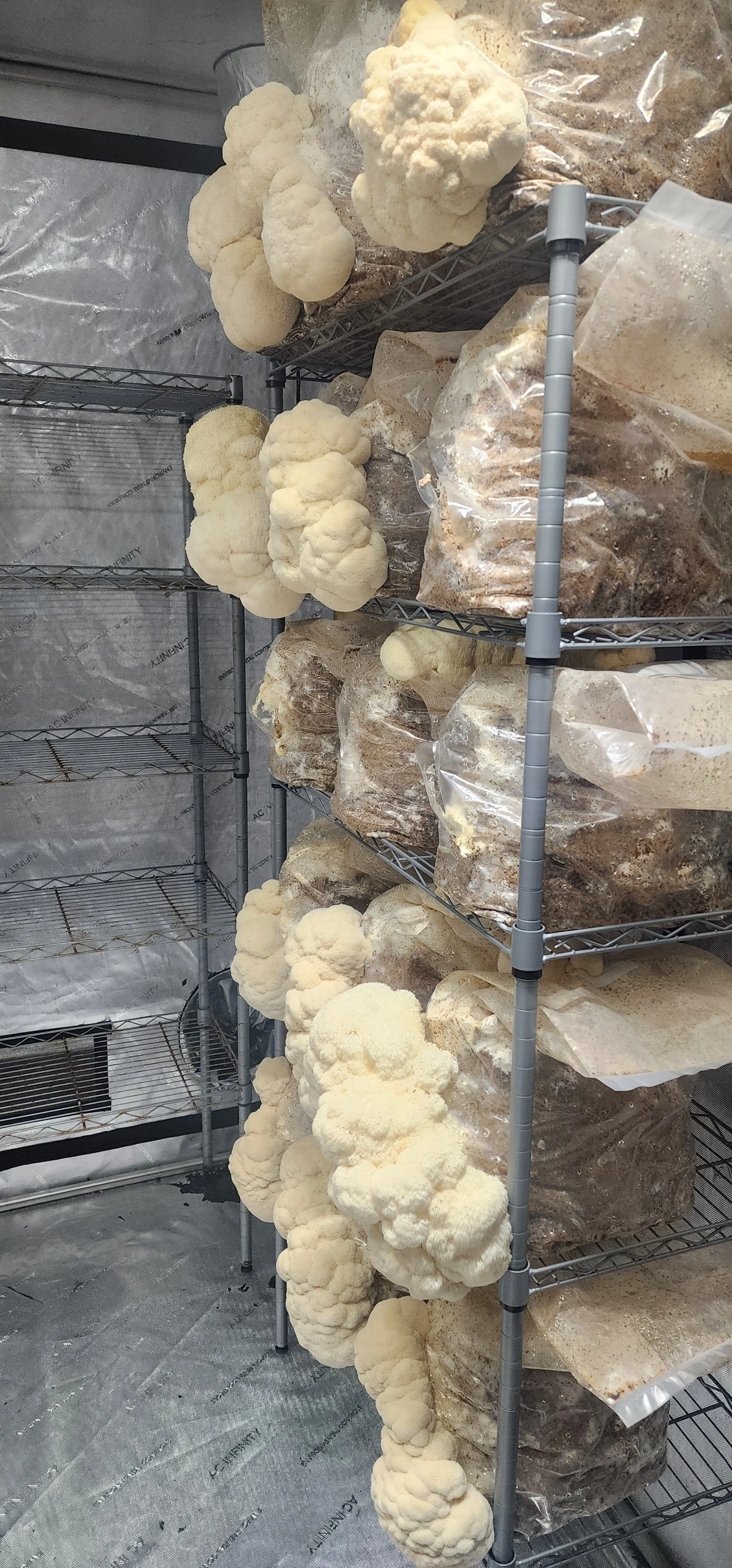 lm-fruiting.jpg