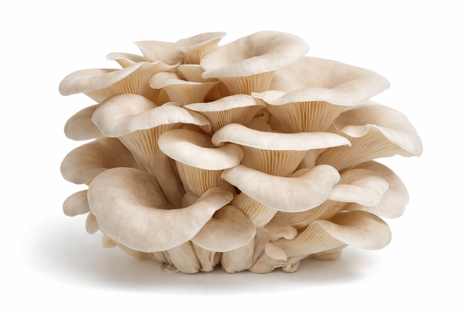 ChatGPT Image Jan 2, 2026, 04_43_04 PM.png