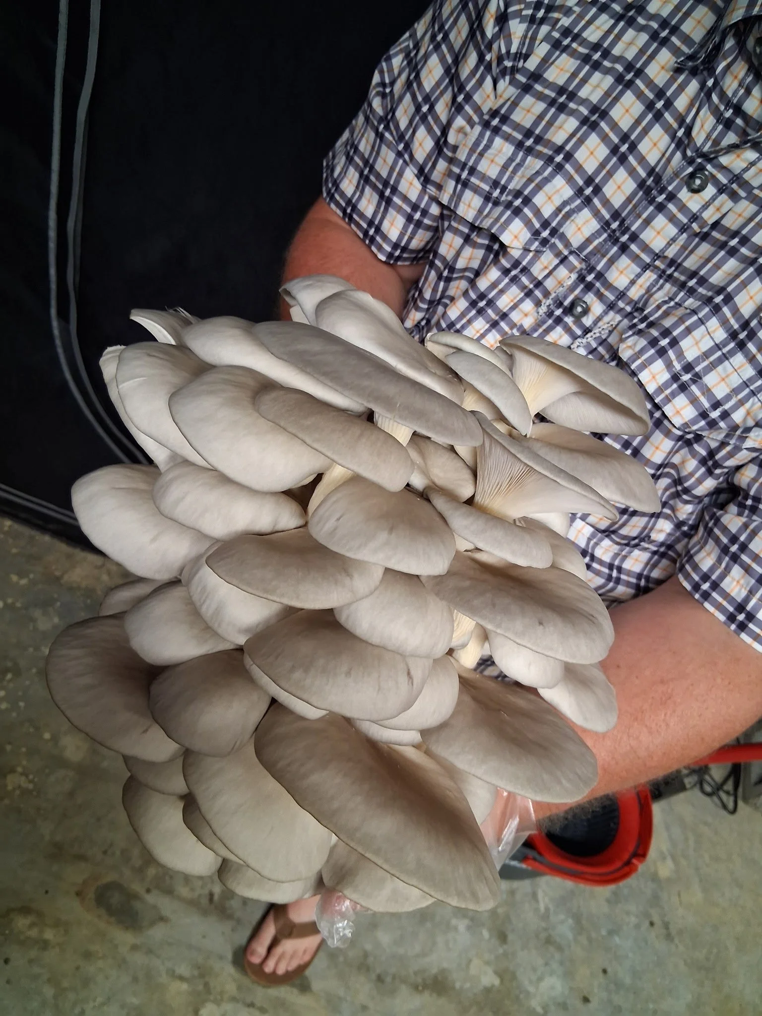 Pearl Oyster Mushroom Spawn (Amycel 3015)