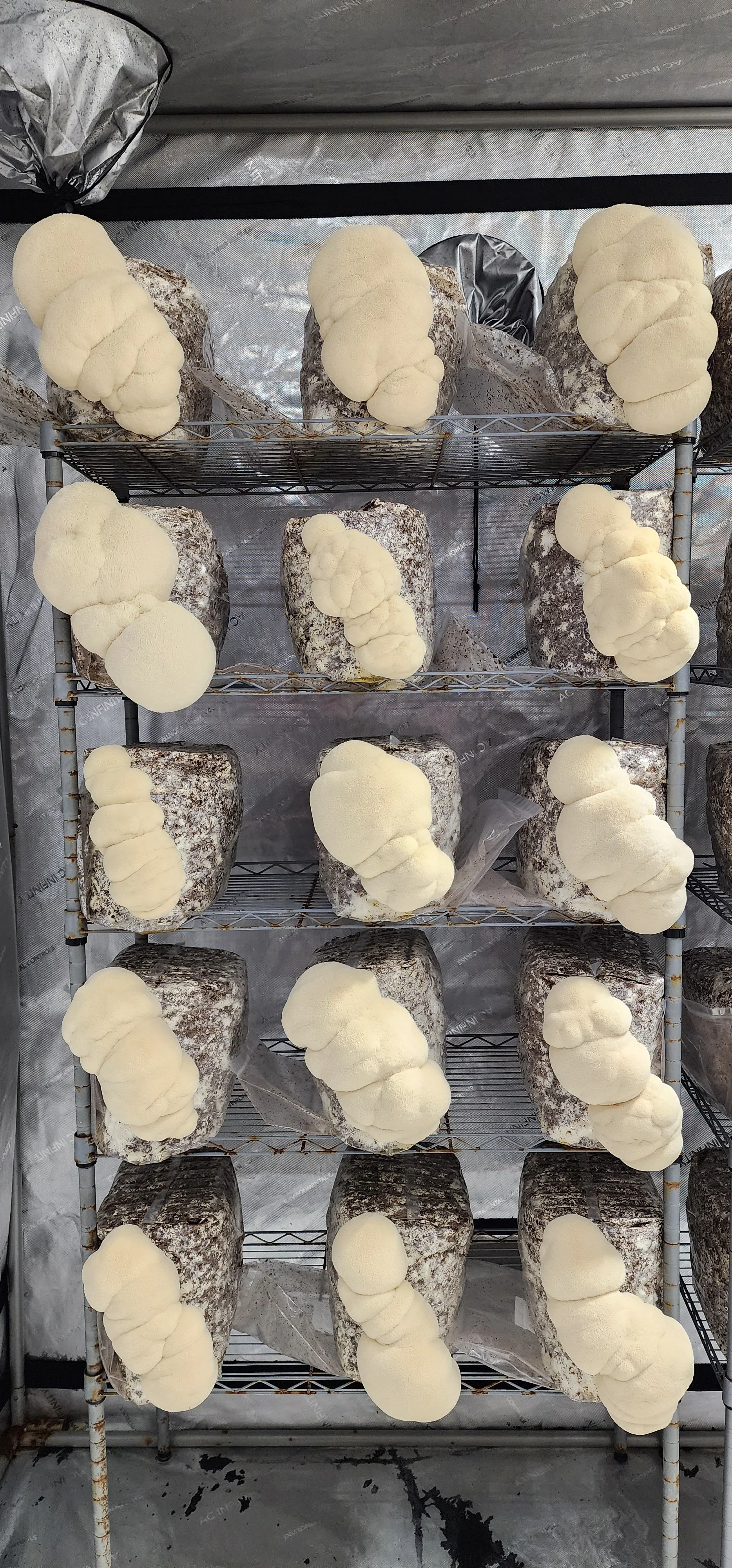 Lion's Mane Mushroom Grain Spawn (HE-POW)