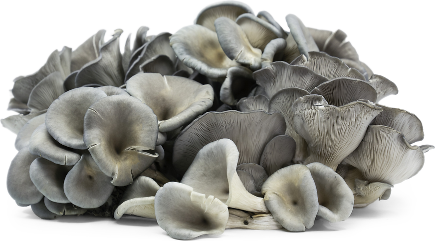 Blue Oyster Mushroom Spawn (Amycel 3015) - 3lb