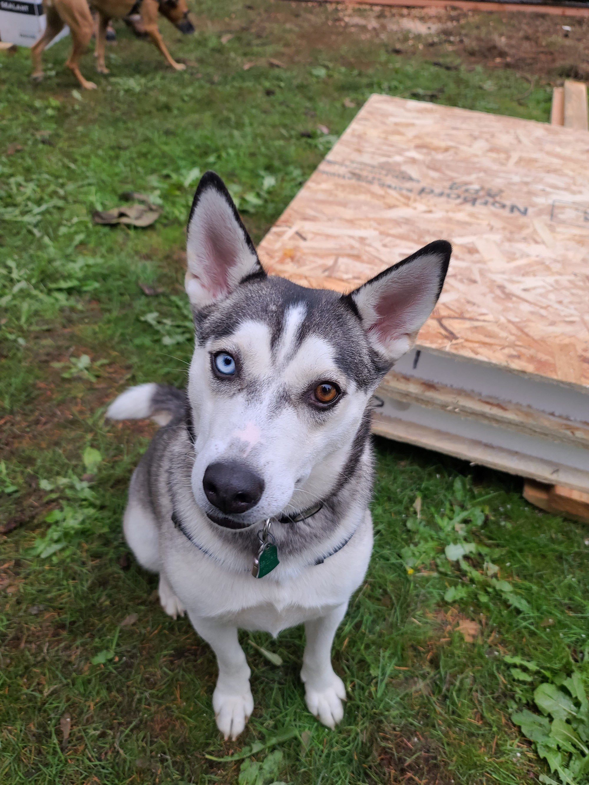 What a good boy