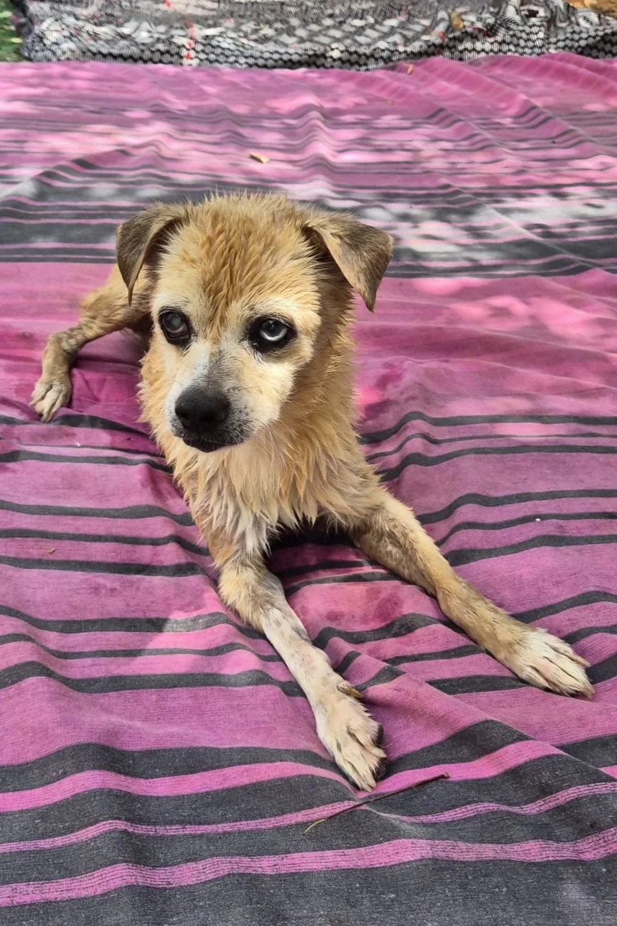 Javi - Dog available for adoption at Paws Xaló